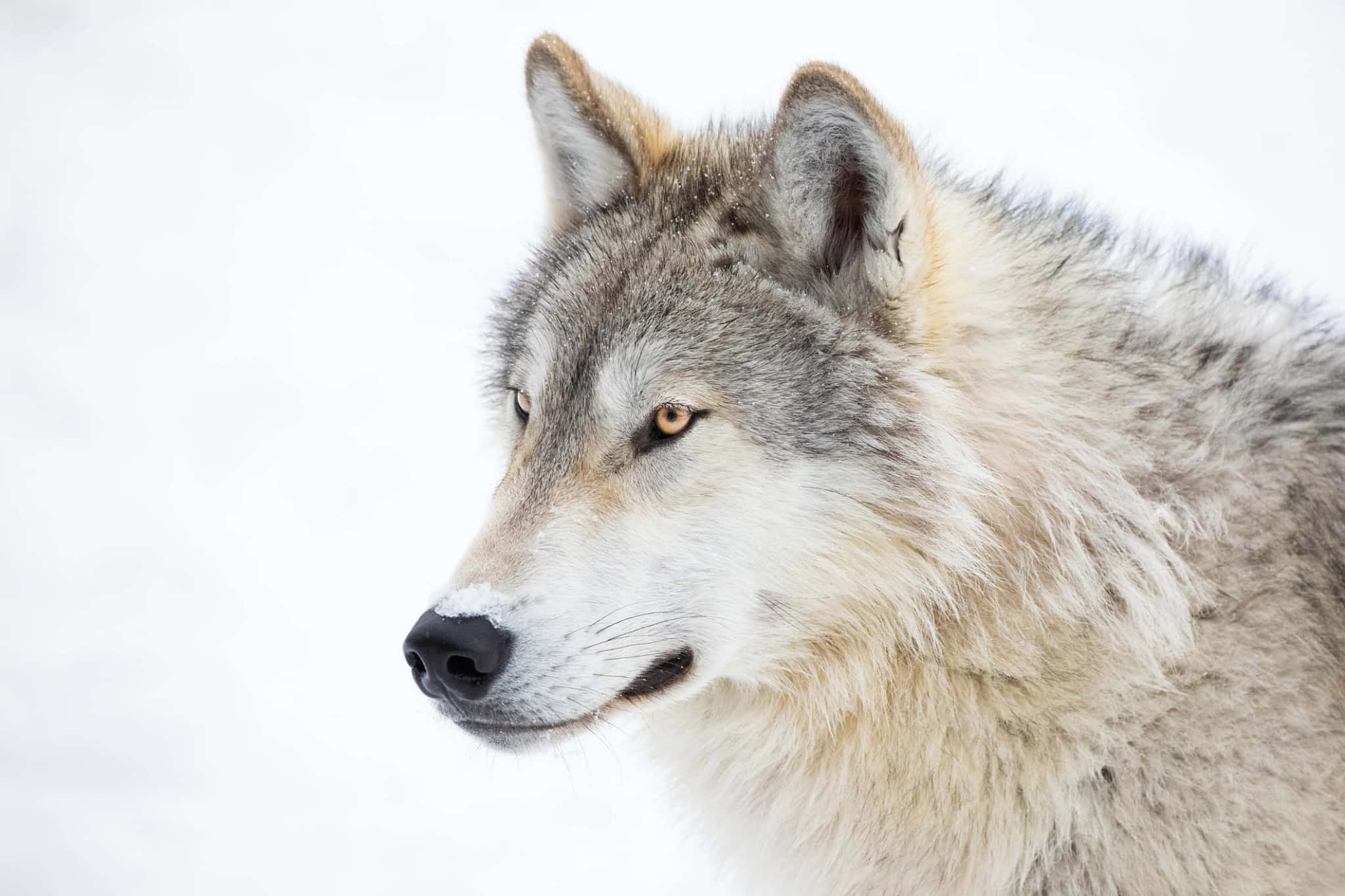 En vakker ulv tegnet i skogen Bakgrunner