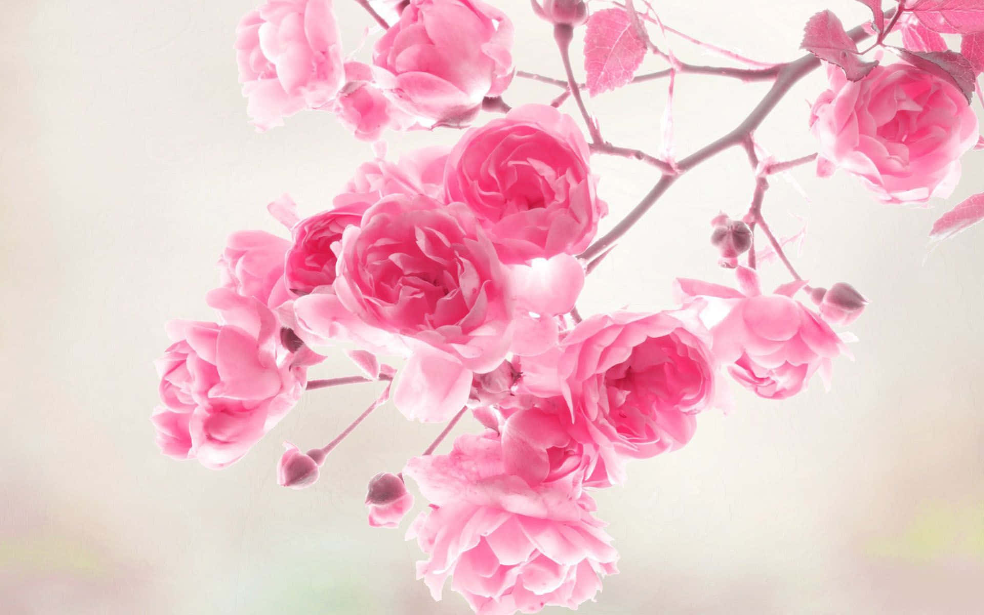 En vår av myke rosa blomster Bakgrunner