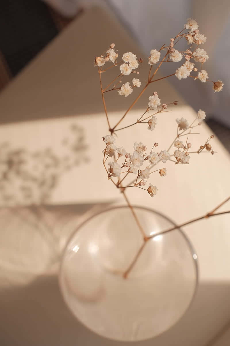 en vase med noen blomster i Bakgrunner