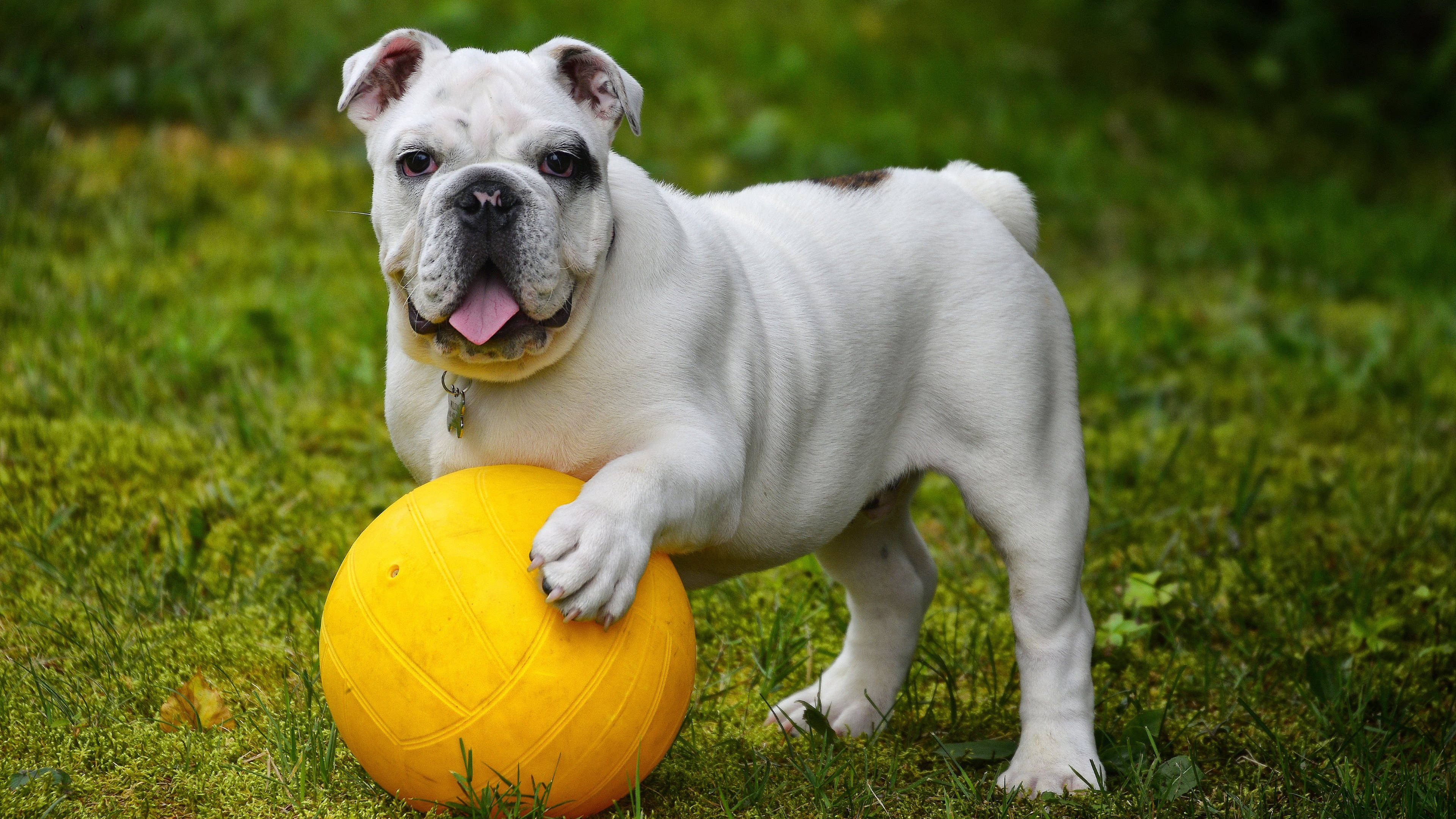 Engelsk bulldog ball Bakgrunner
