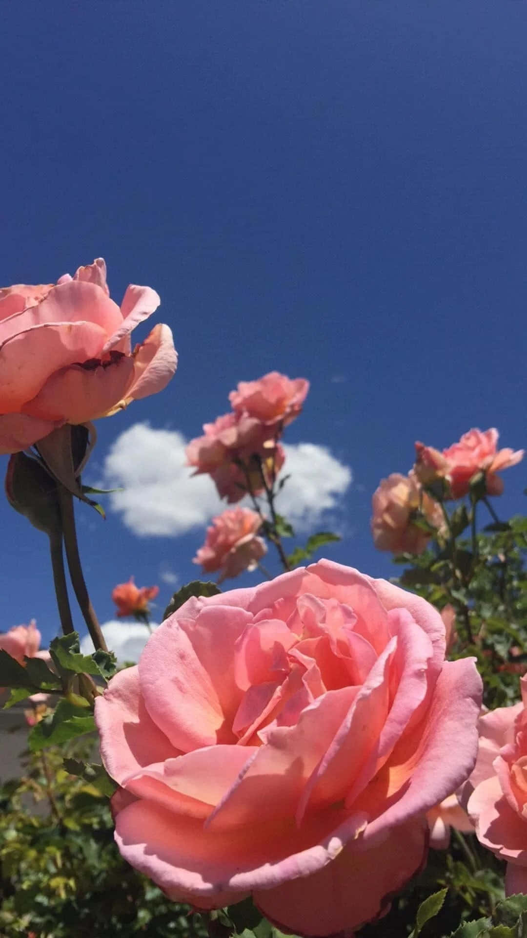 Enkel estetisk blomst Bakgrunner