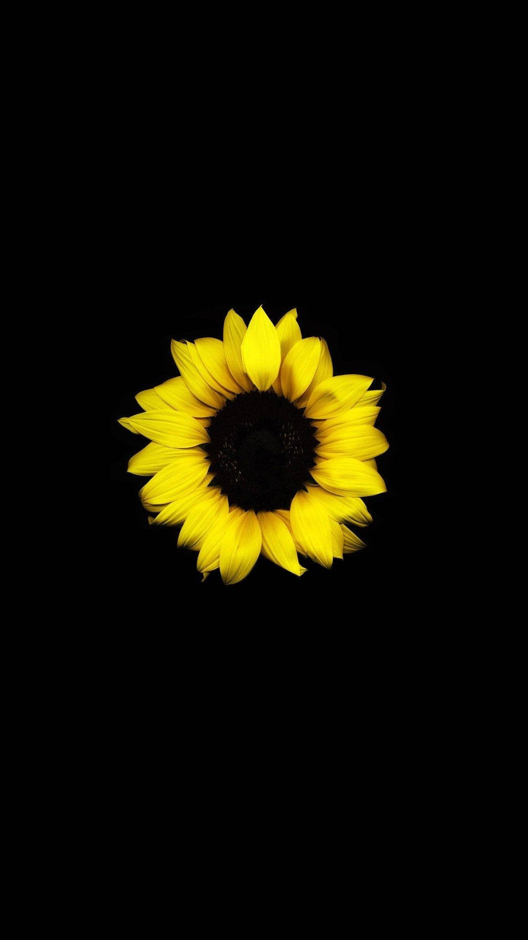 Enkelt solsikke mørk HD-blomster Bakgrunner