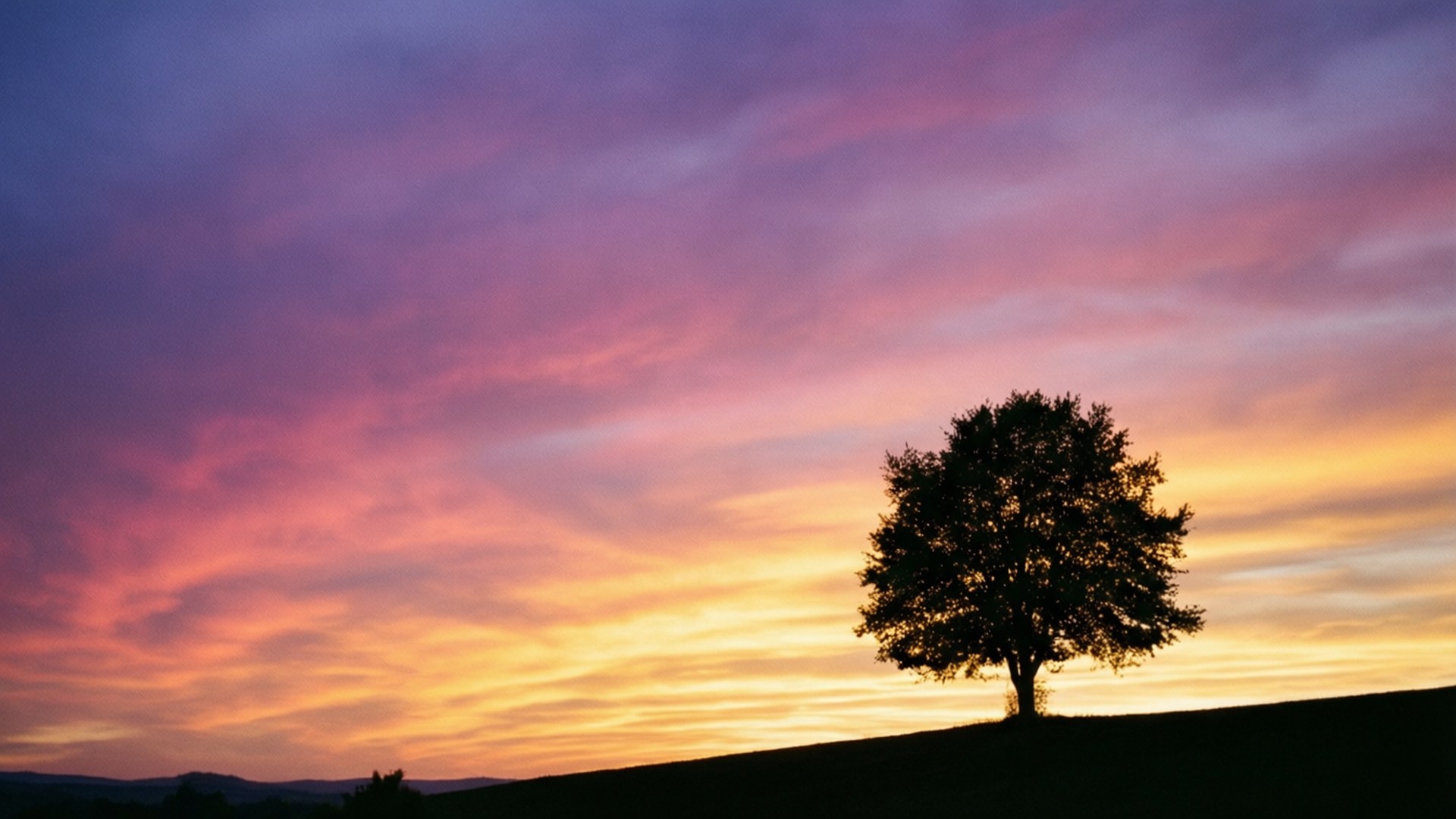 Ensomt tre ved solnedgang Bakgrunner