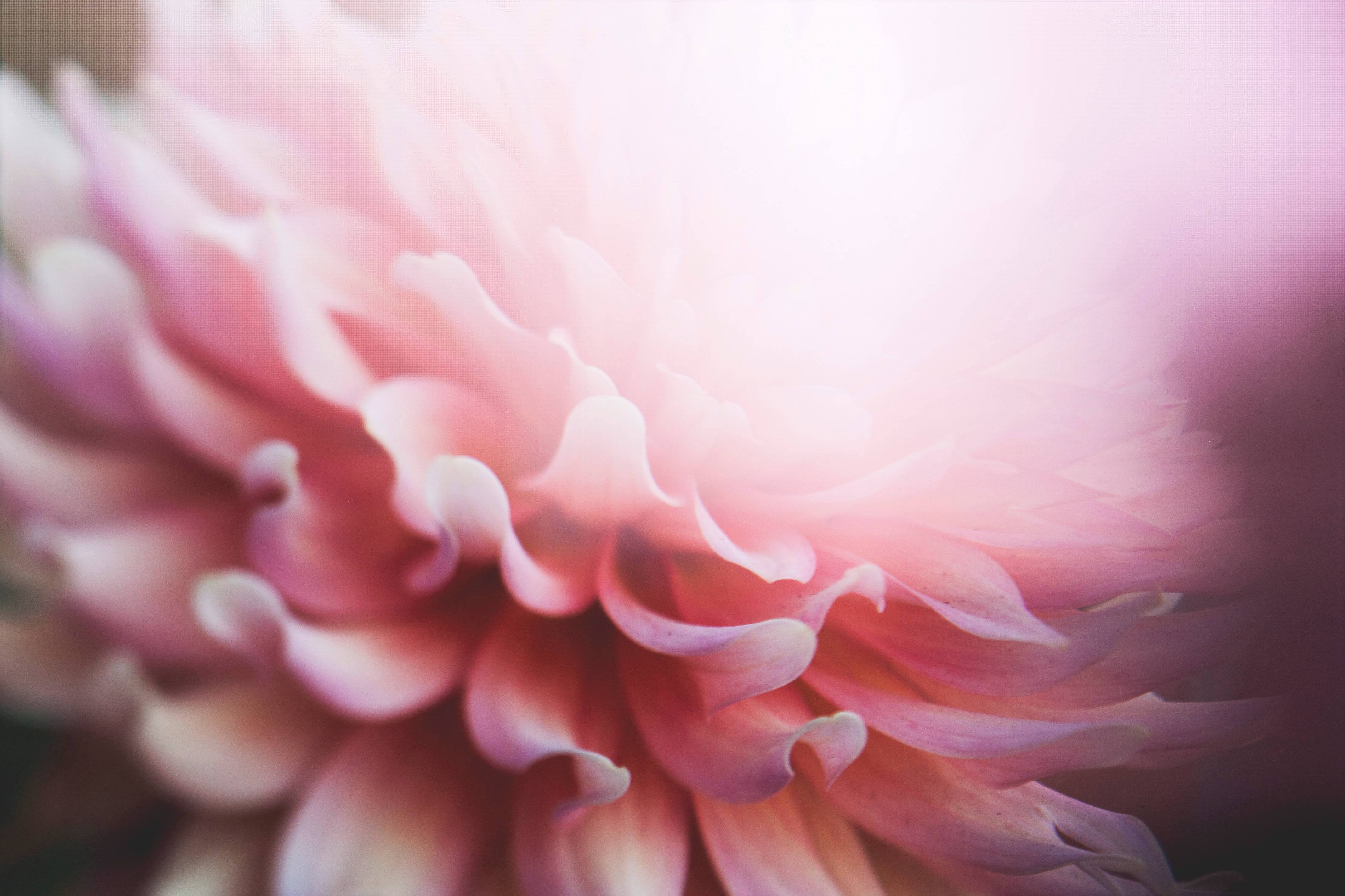 Estetisk blomst med rosa kronblader Bakgrunner