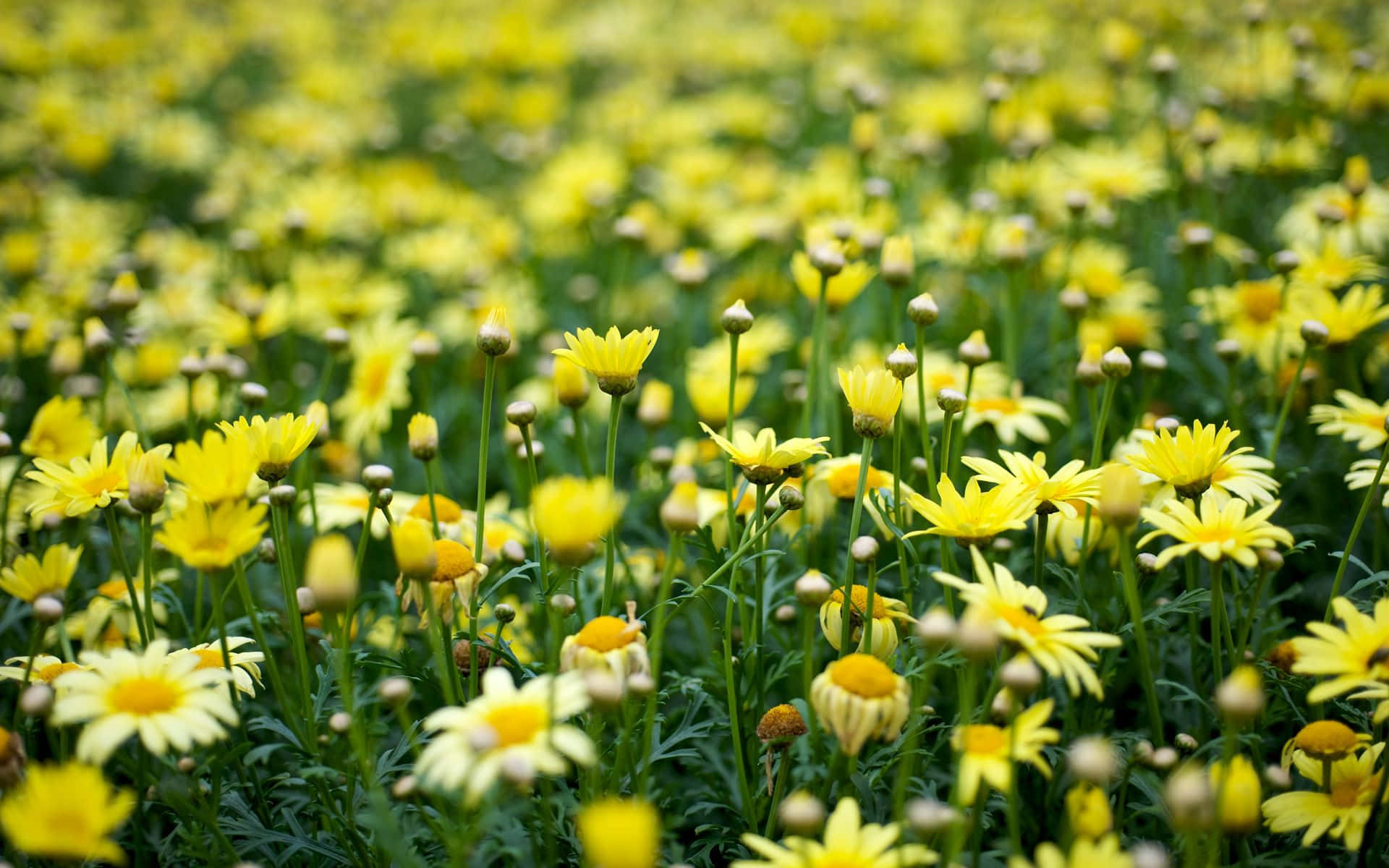 Estetisk blomsterbakgrunn: En symfoni av blomster og delikate kronblader Bakgrunner