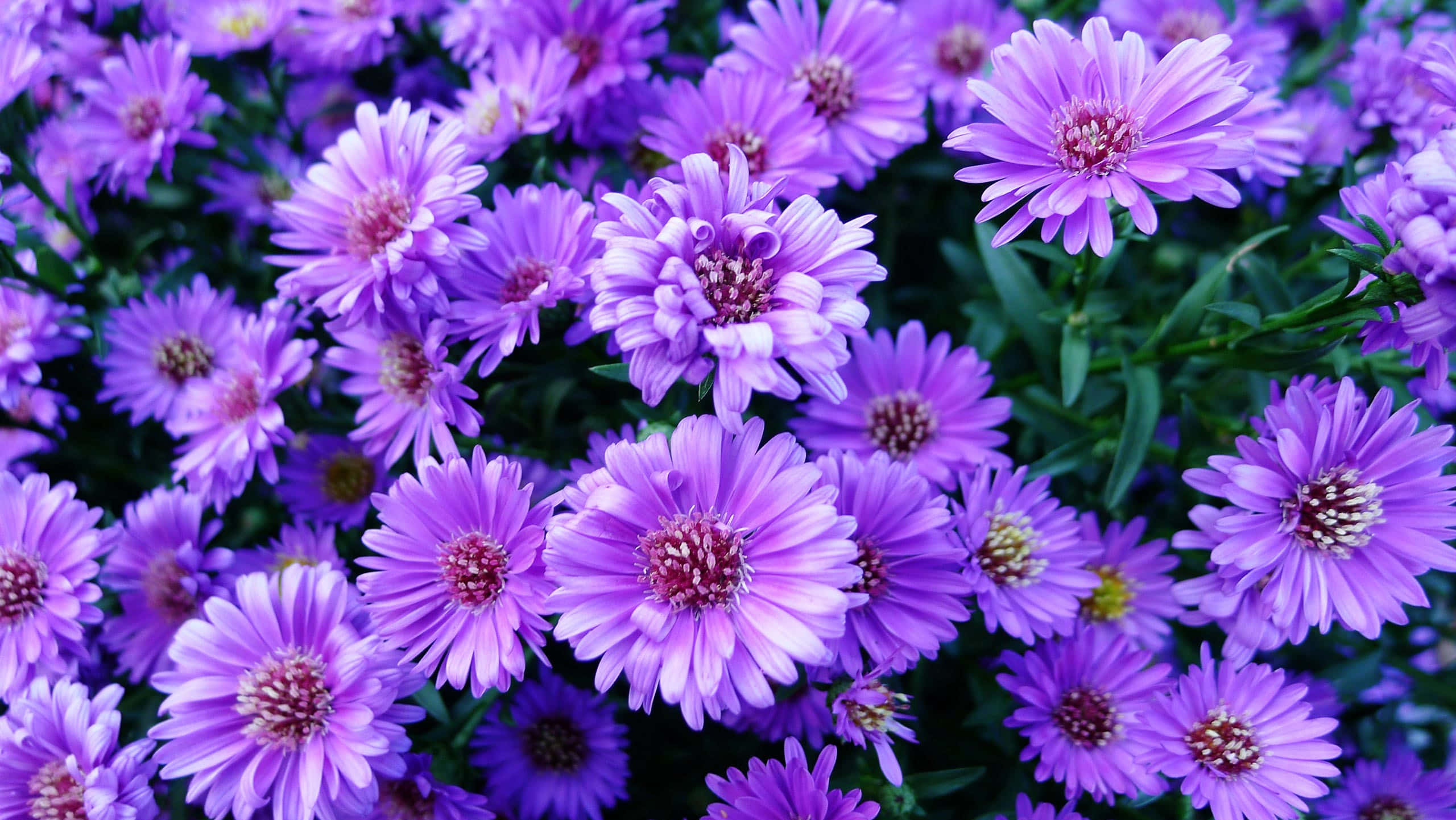 Estetisk blomsterbakgrunn: Blomstrende farger Bakgrunner