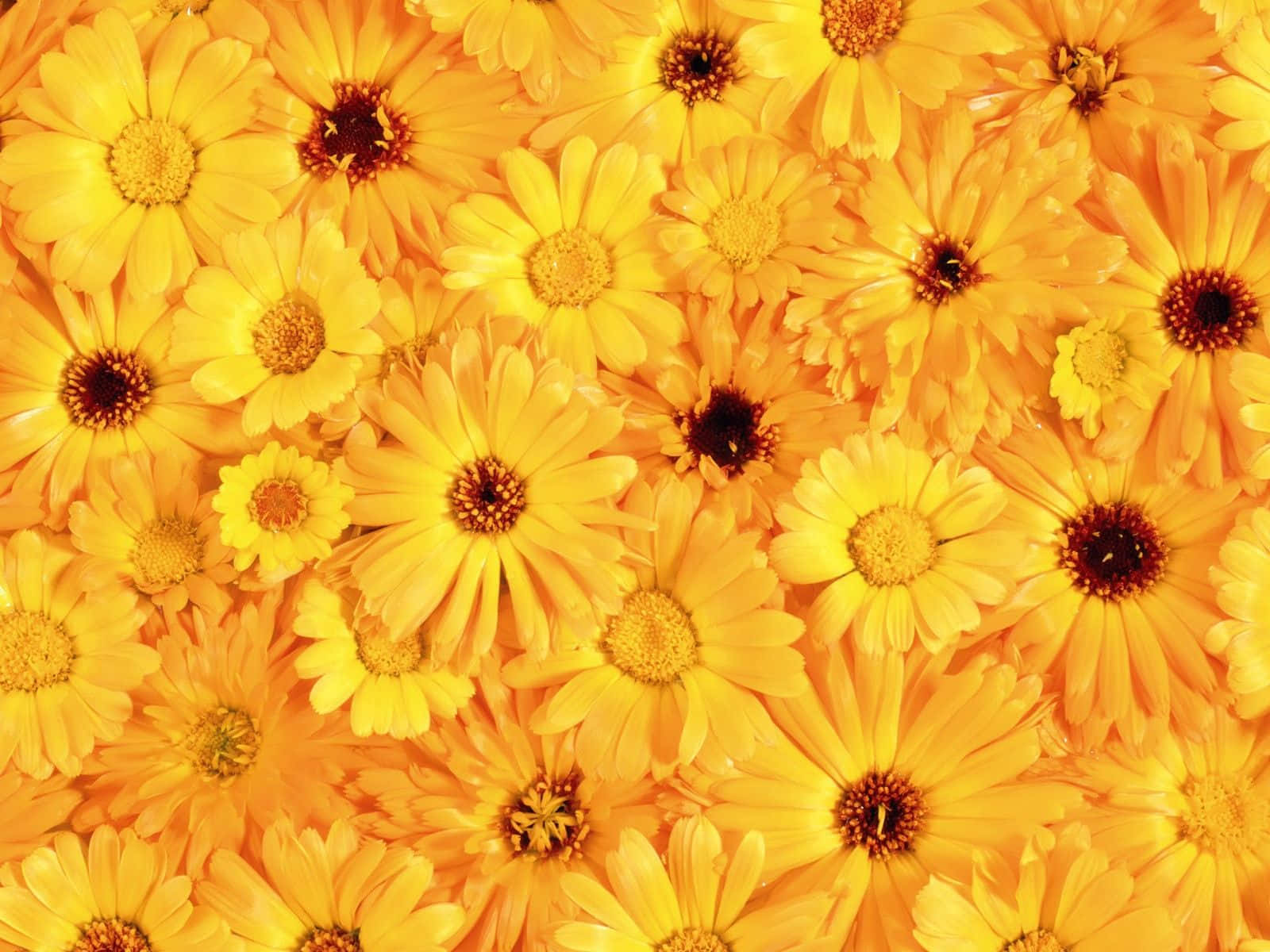 Estetisk blomsterbakgrunn: Blomstrende skjønnhet til skjermen din Bakgrunner