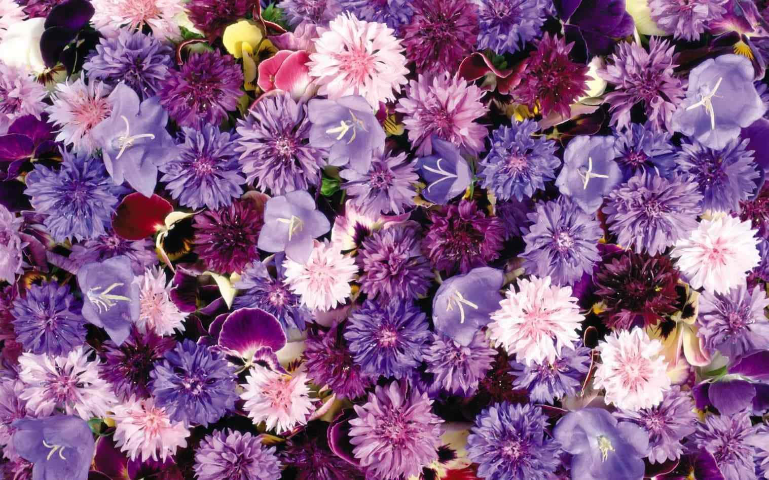 Estetisk blomsterbakgrunn Bakgrunner