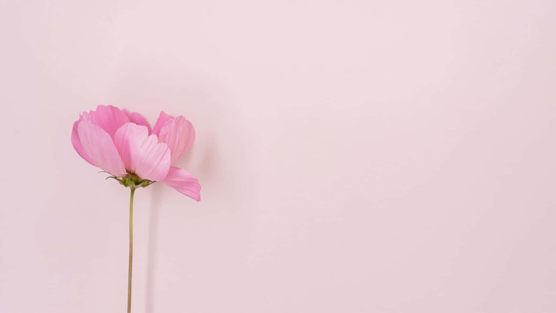 Estetisk datamaskin lys rosa [bakgrunnsbilde] — Rosa estetisk GIF Bakgrunner