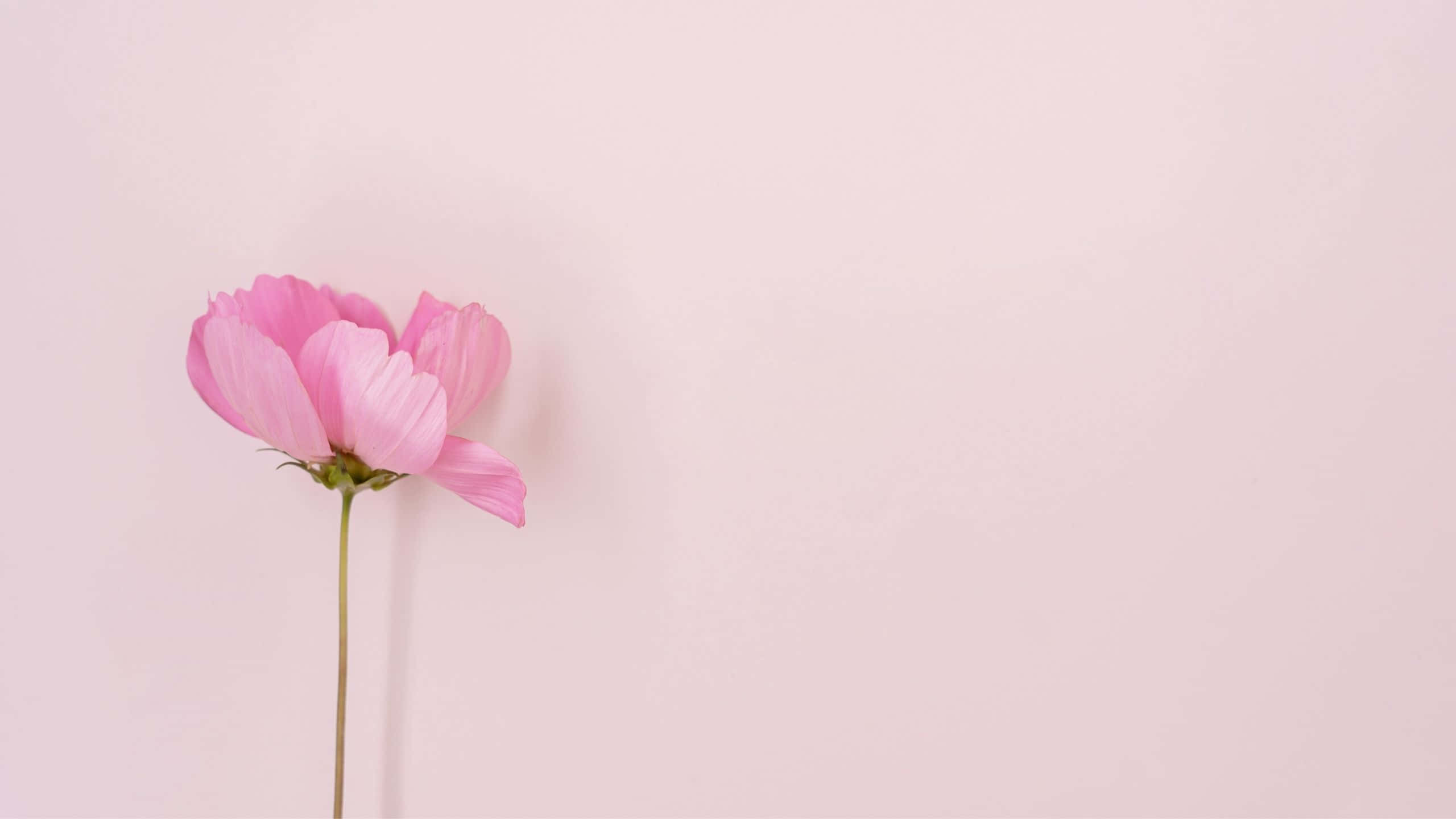 Estetisk datamaskin lys rosa peon Bakgrunner