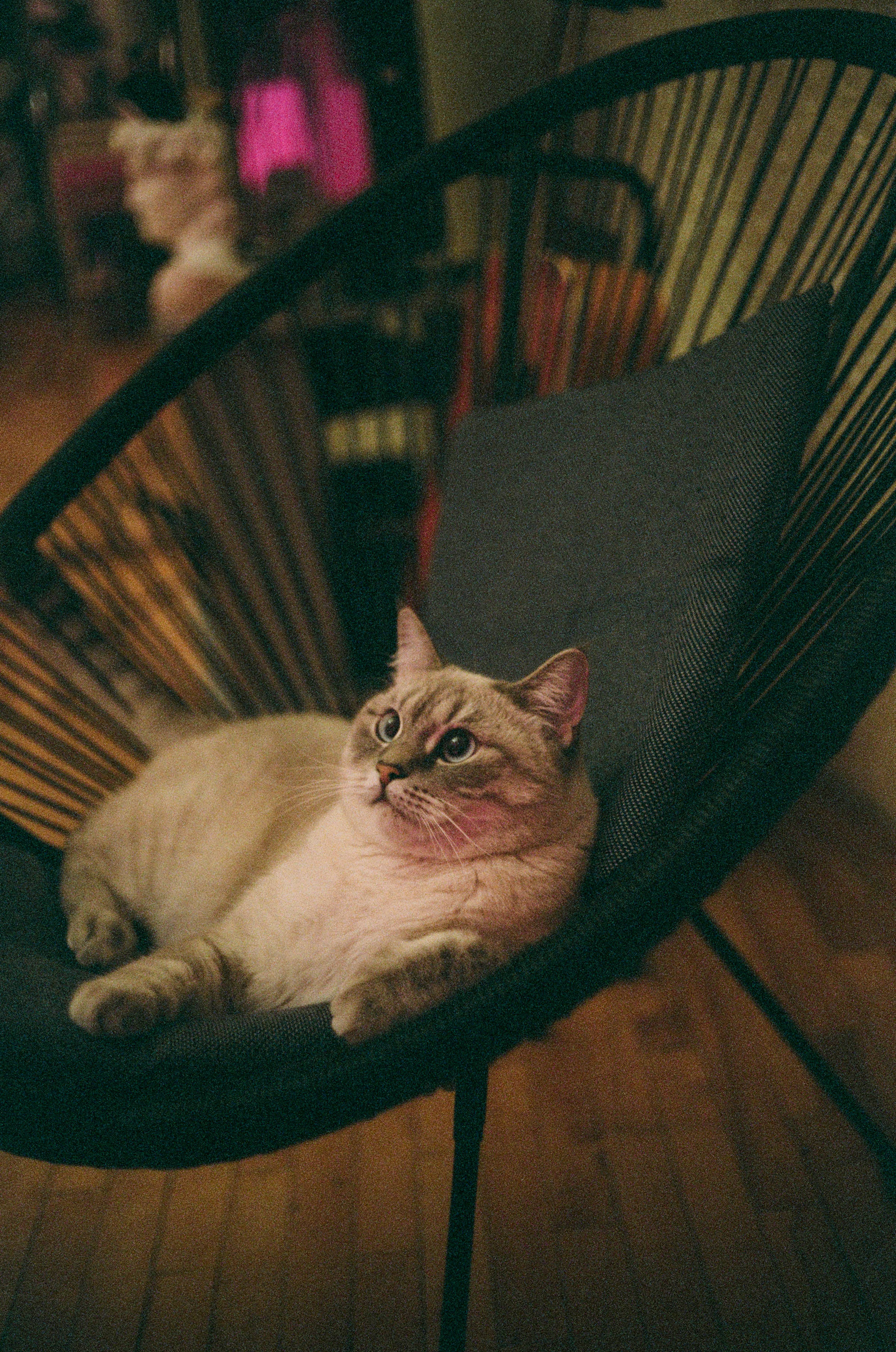 Estetisk feit katt i stol Bakgrunner