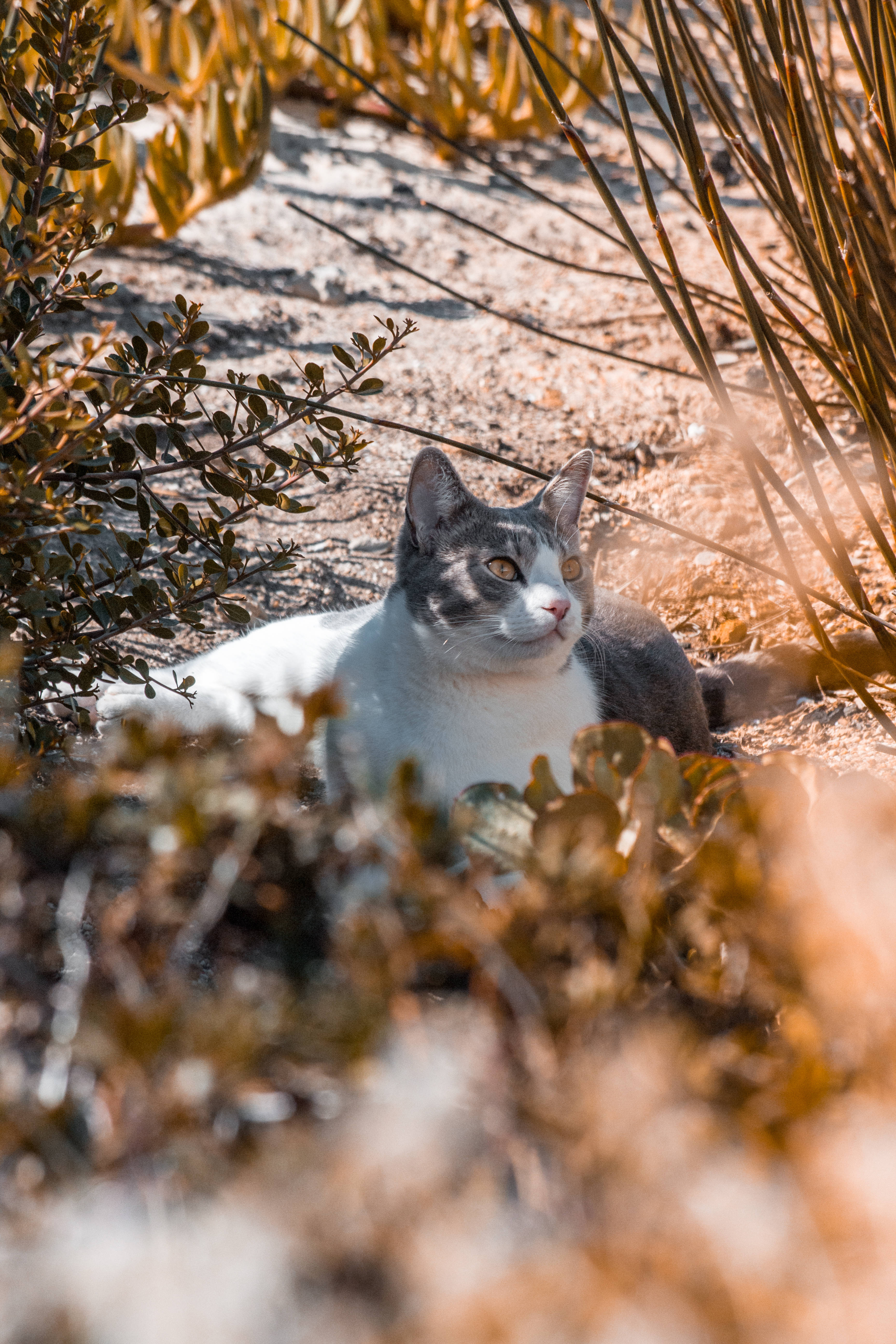 Estetisk grå og hvit katt Bakgrunner