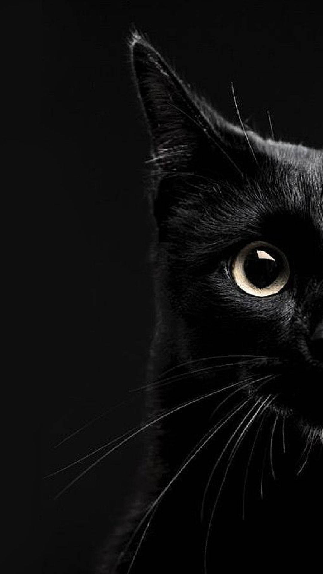Estetisk halvportrett av svart katt iPhone Bakgrunner
