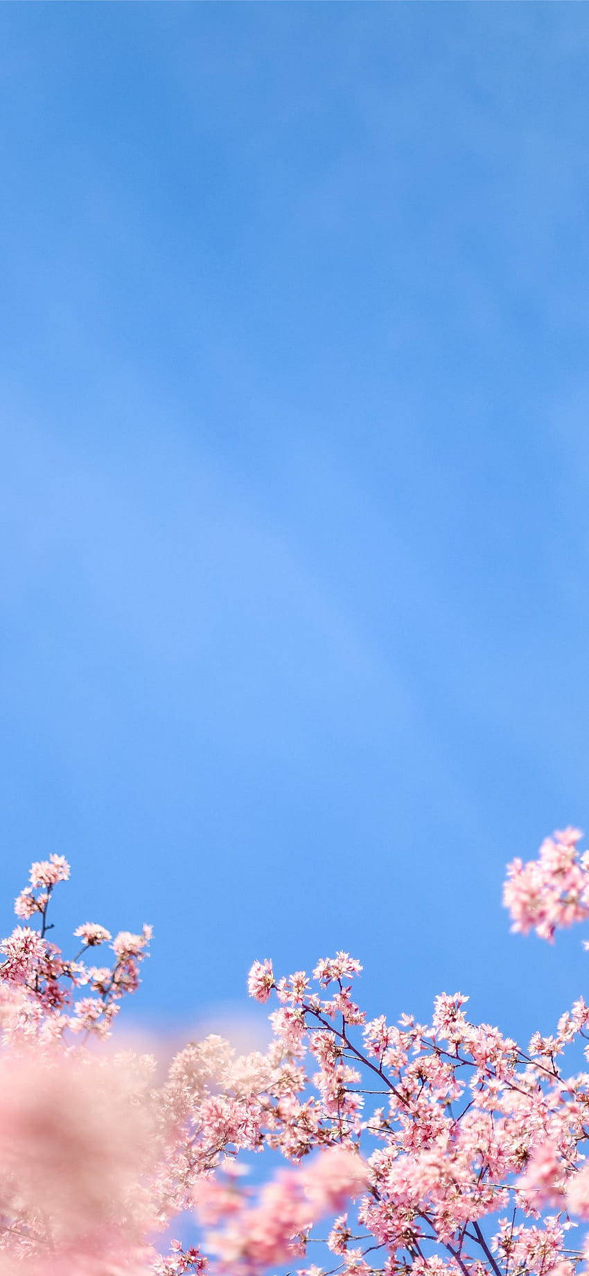 Estetisk iPhone X Hvit Kirsebærblomst Bakgrunner