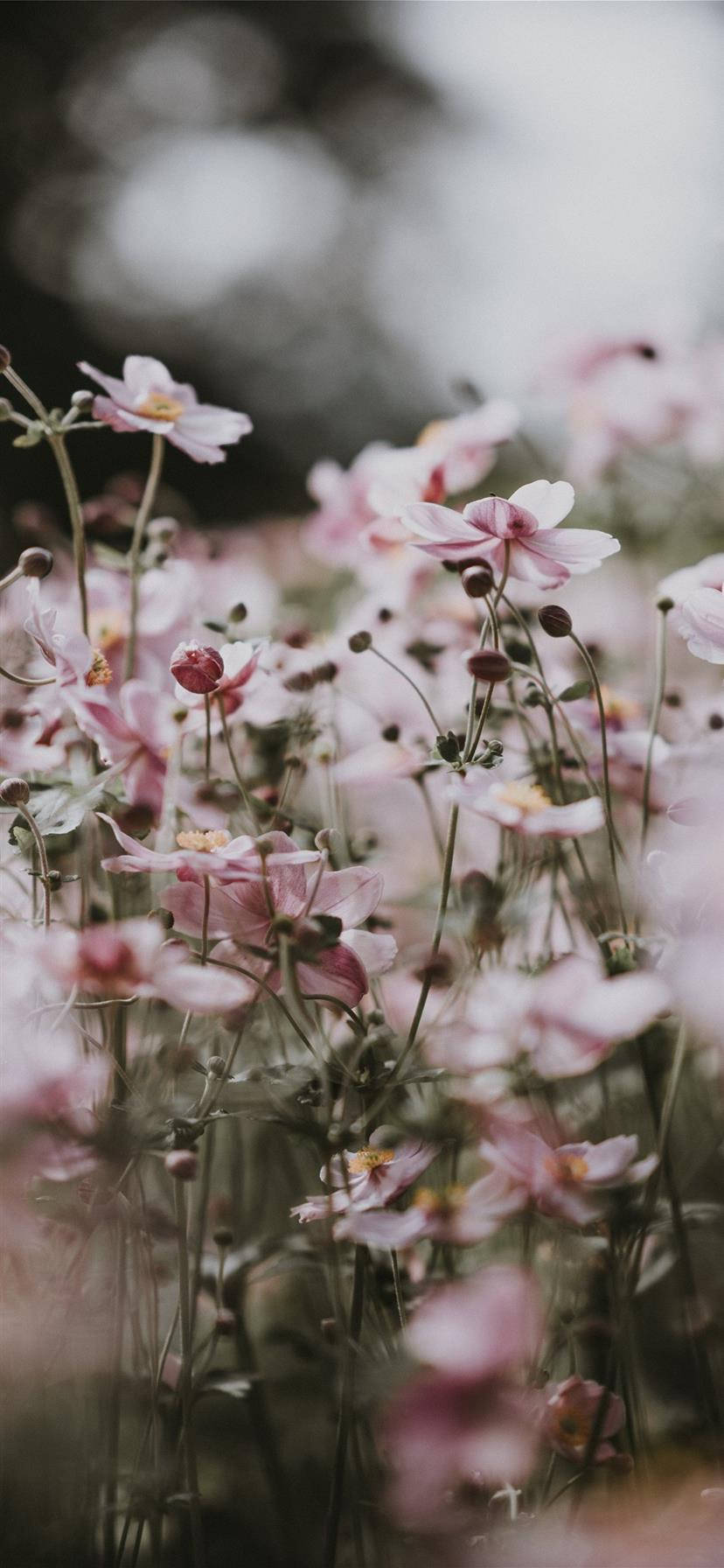Estetisk iPhone X rosa blomster Bakgrunner