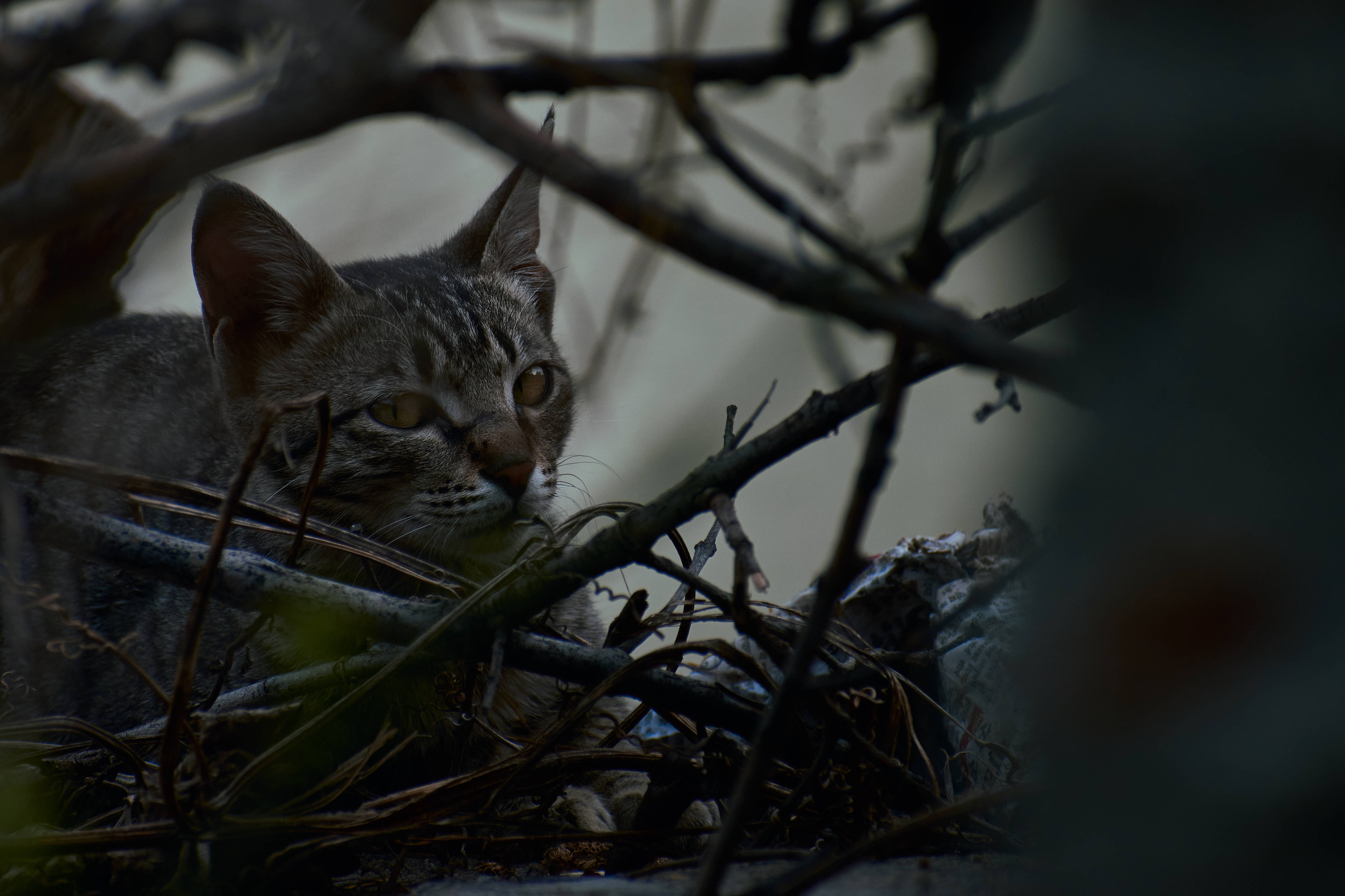 Estetisk katt blant planter Bakgrunner