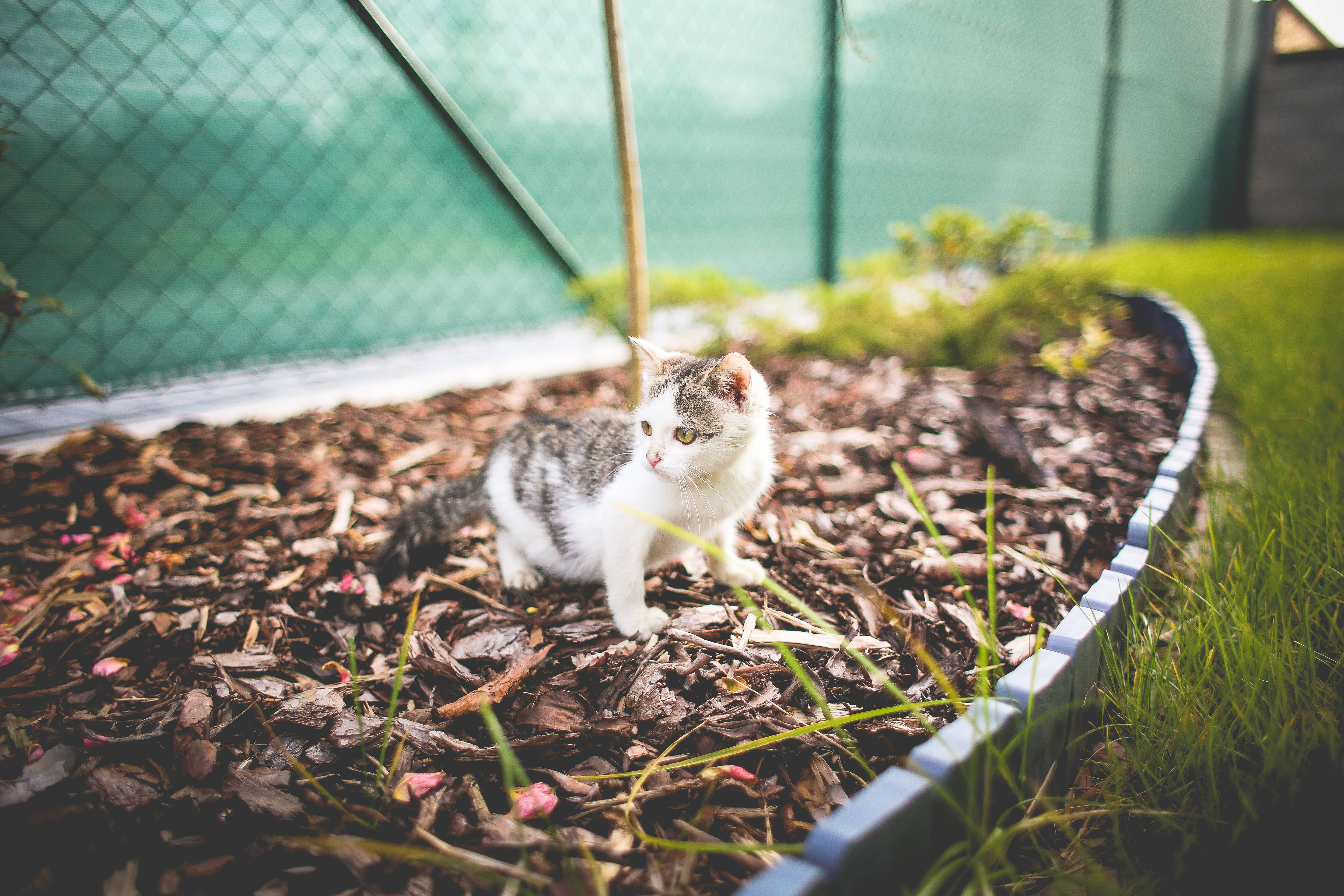 Estetisk katt i plantekasse Bakgrunner