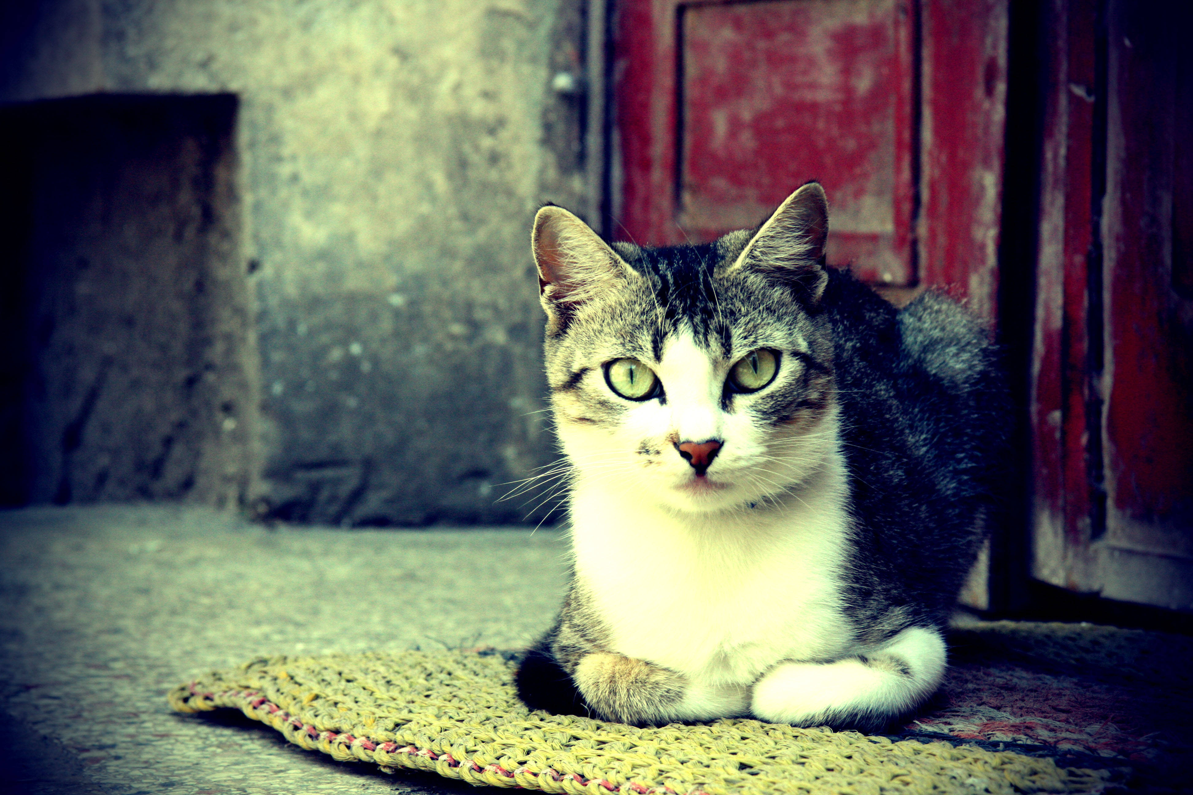 Estetisk katt i teppe Bakgrunner