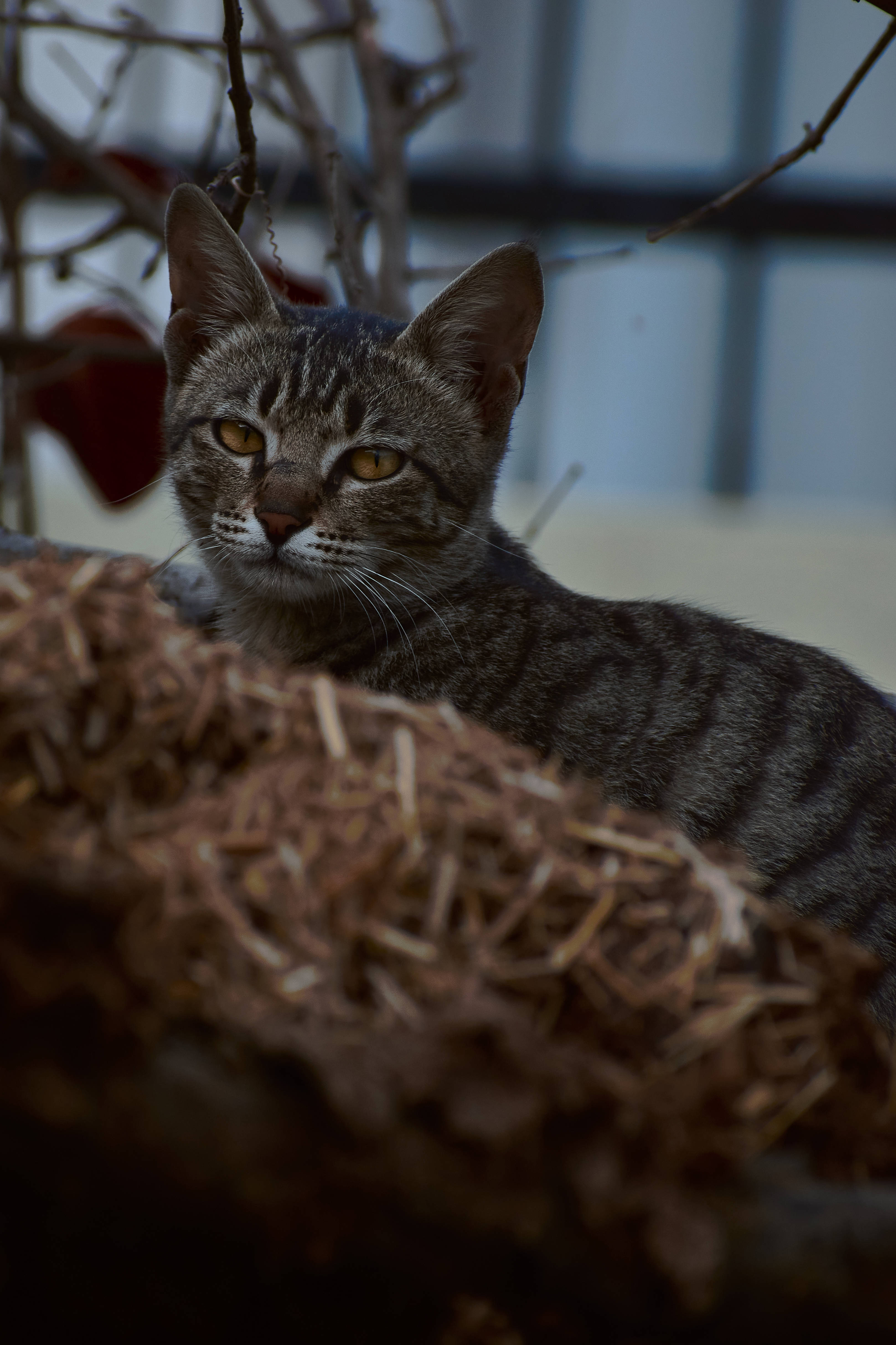 Estetisk katt i rede Bakgrunner