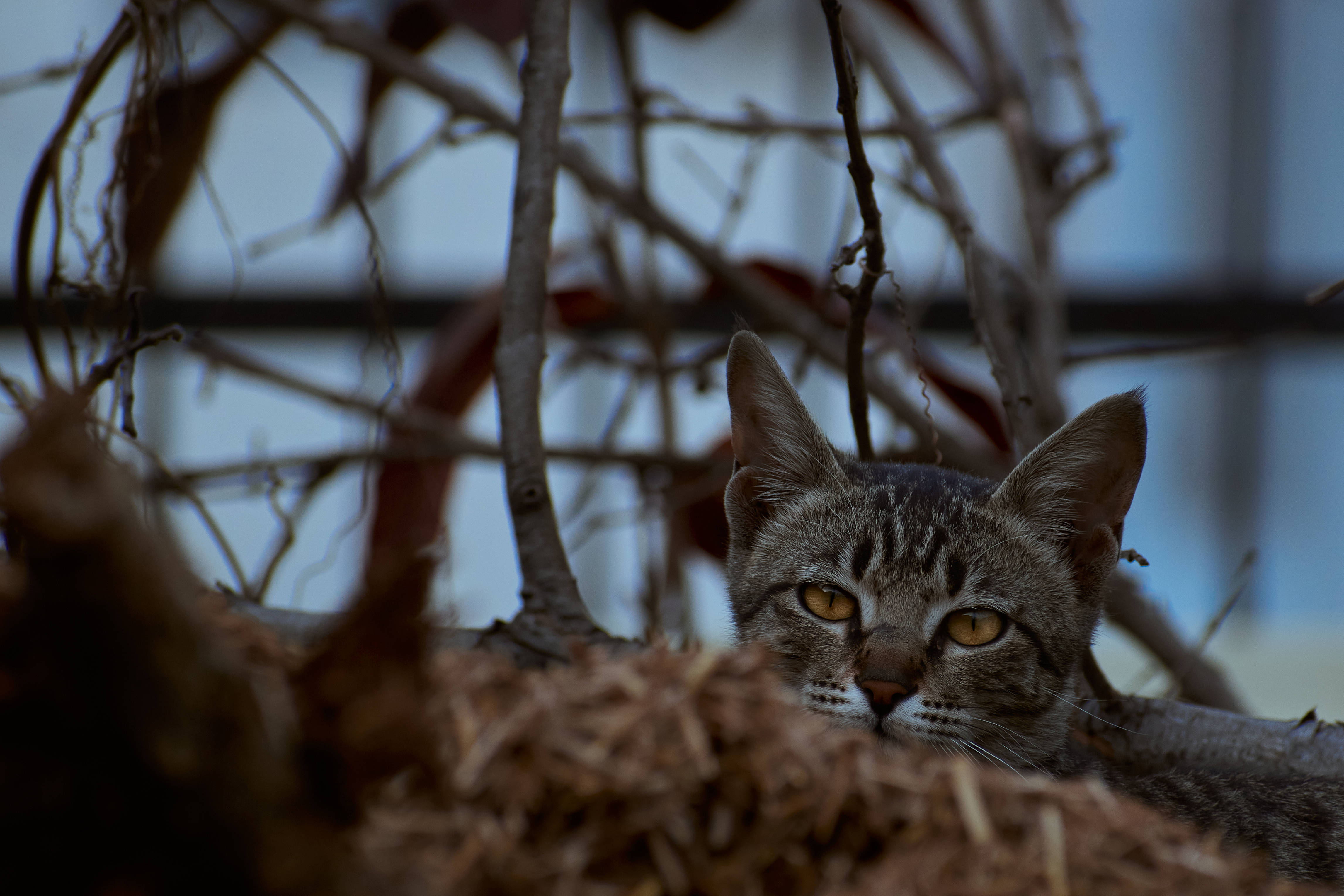 Estetisk katt i tørt gress Bakgrunner