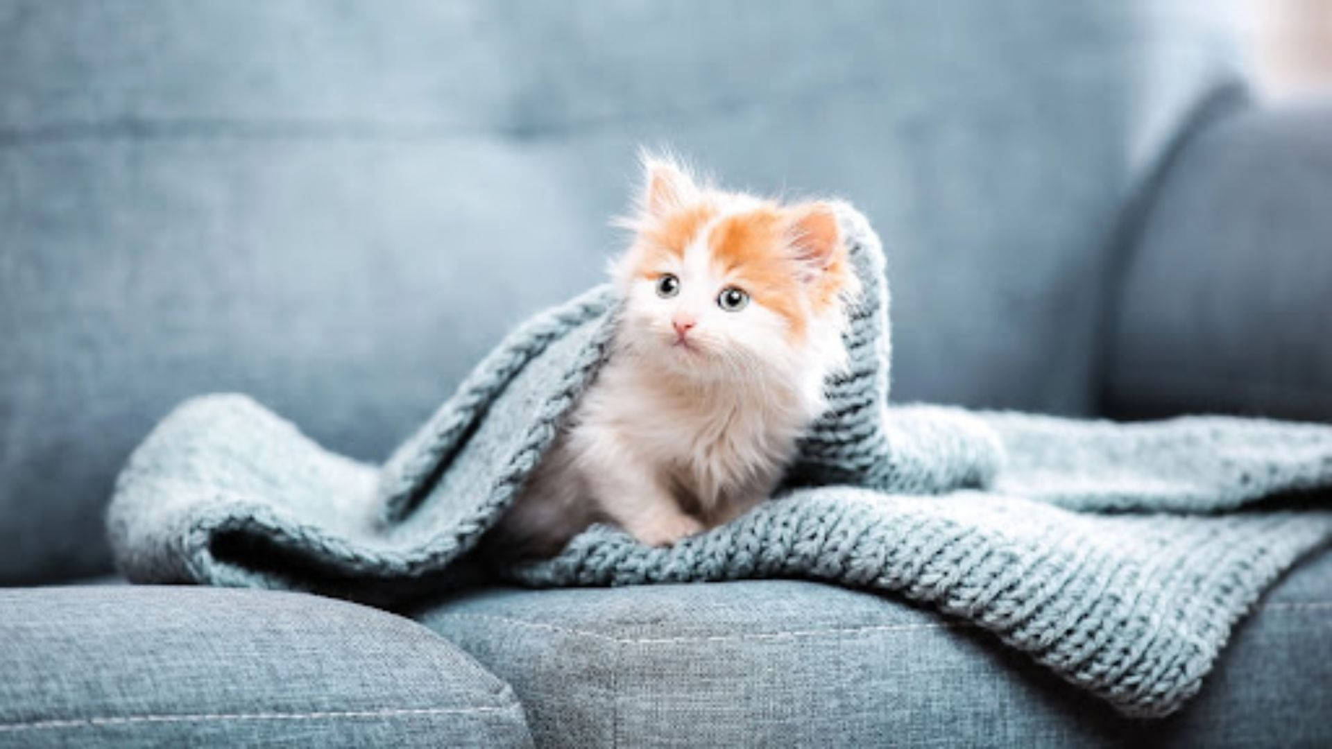 Estetisk katt i sofa Bakgrunner