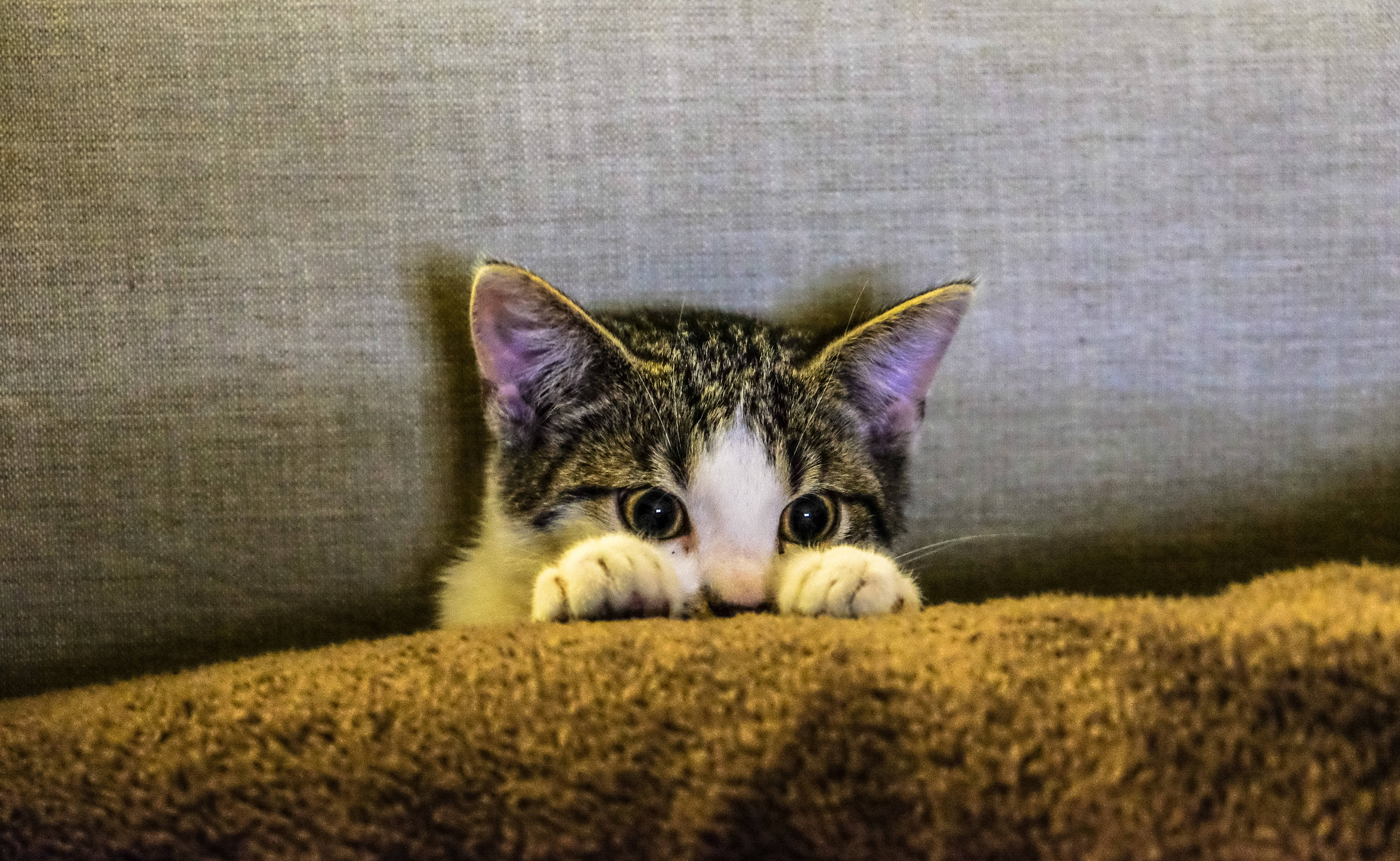 Estetisk katt i sofa Bakgrunner