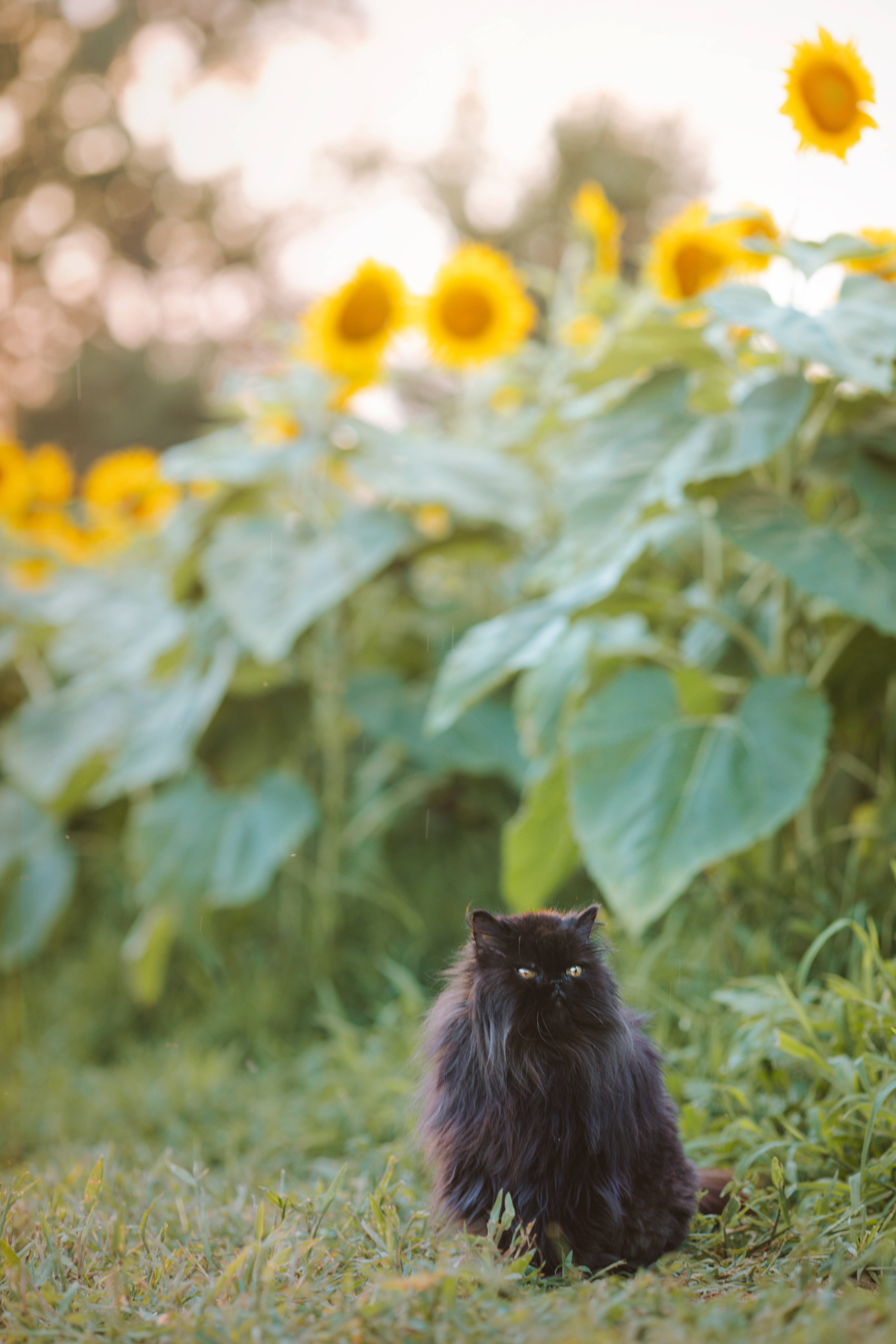 Estetisk katt med solsikker Bakgrunner
