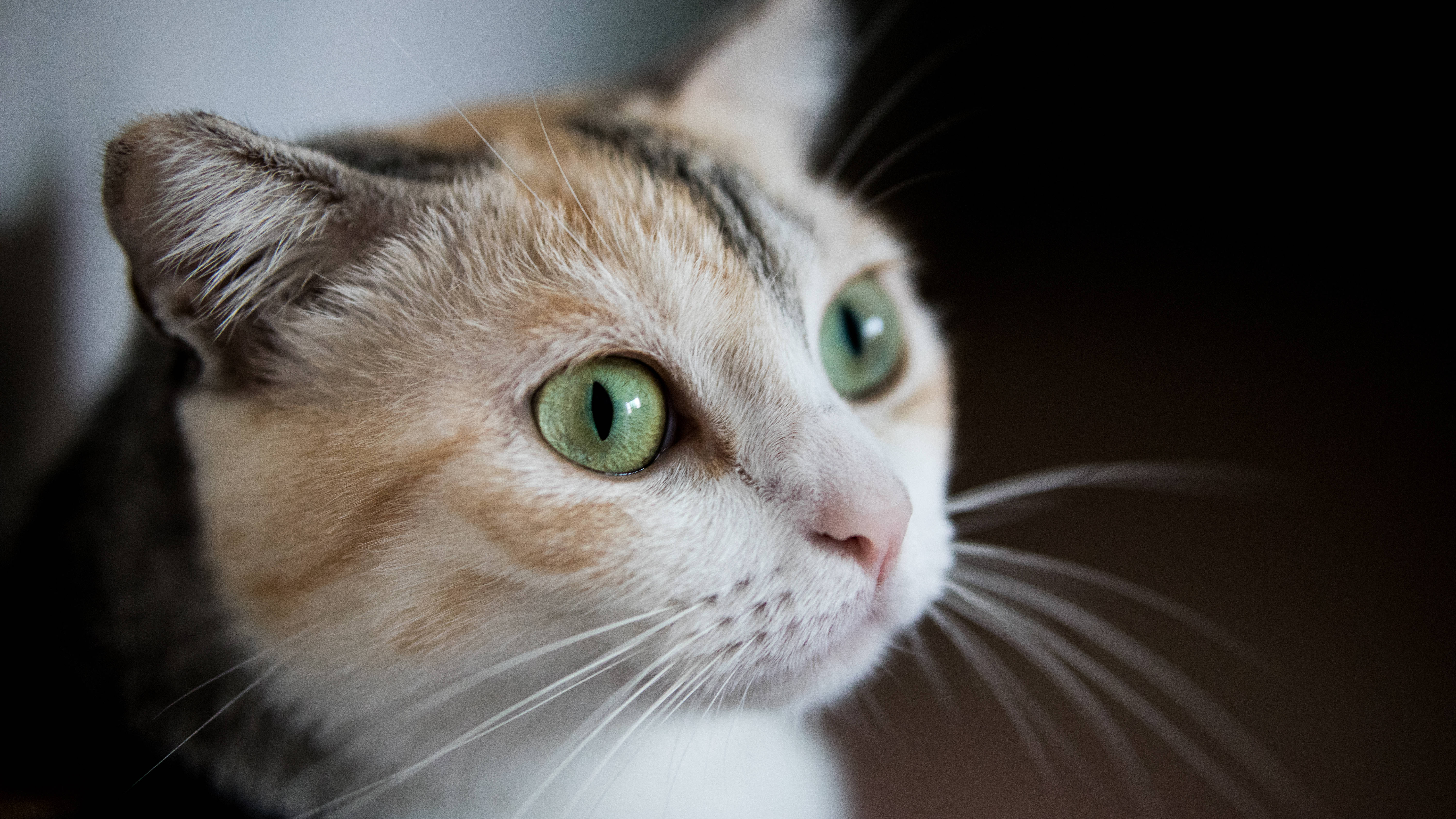 Estetisk katt med grønne øyne Bakgrunner
