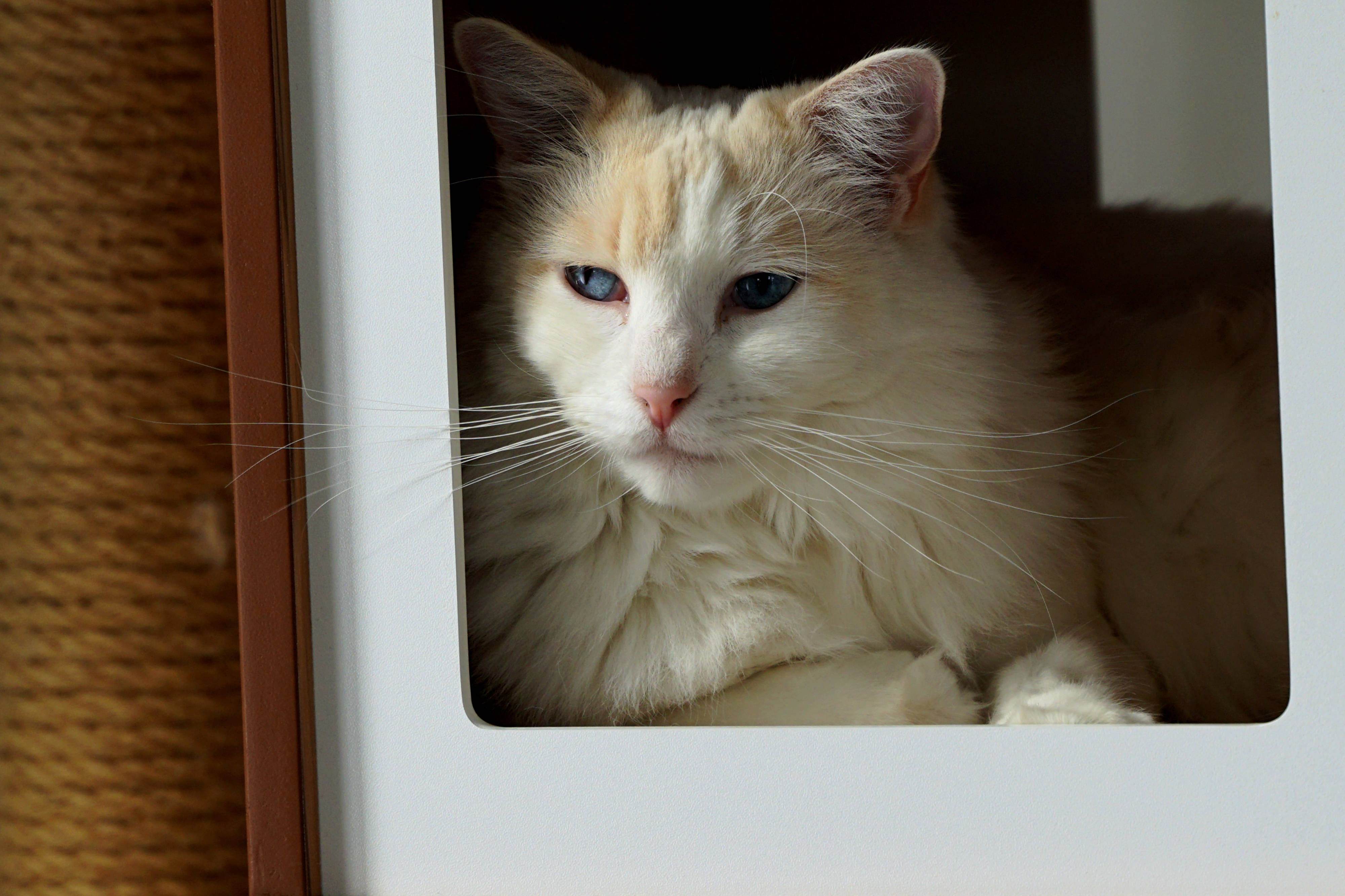 Estetisk katt med blå øyne Bakgrunner