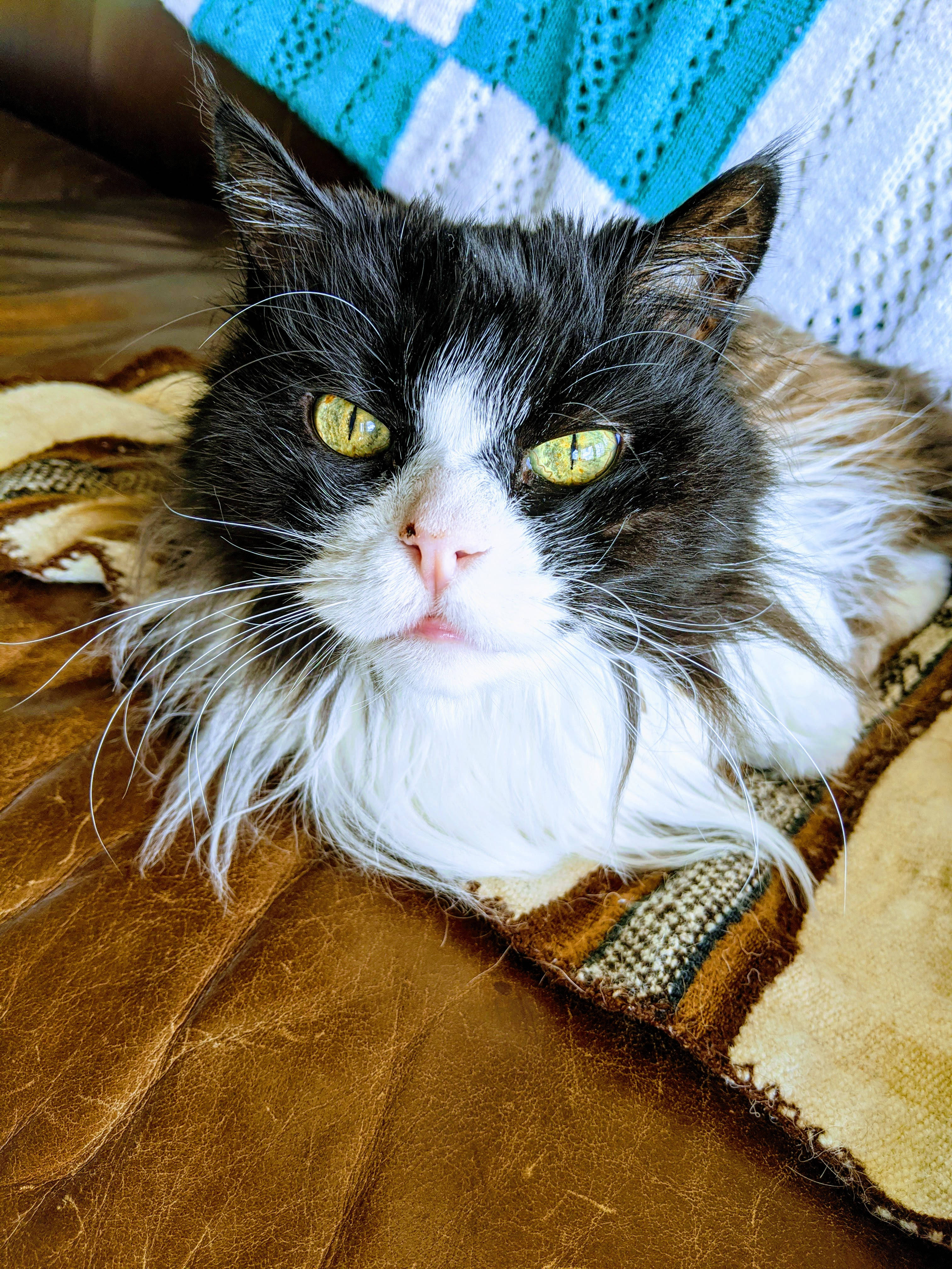Estetisk katt med lang pels Bakgrunner