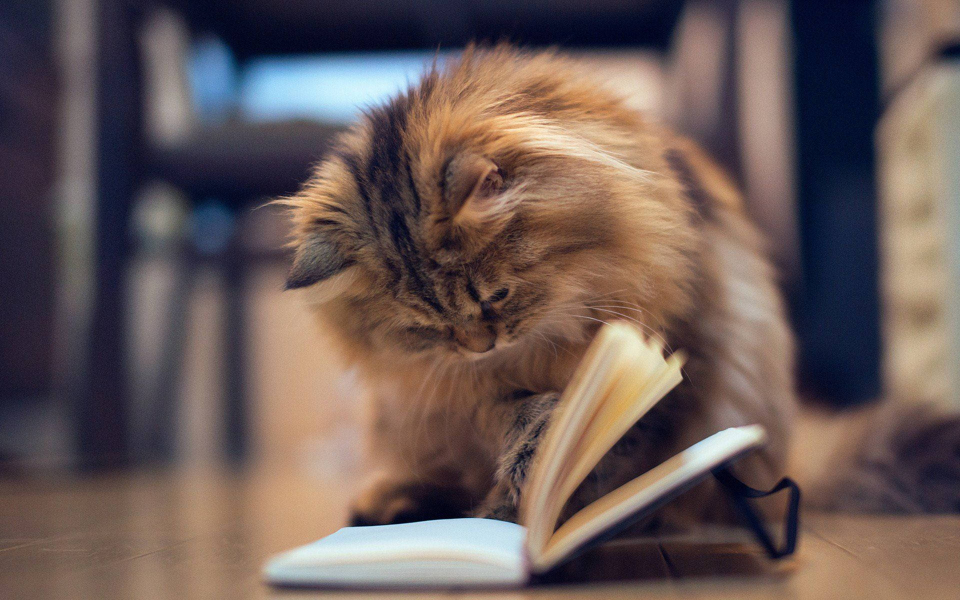 Estetisk katt med bok Bakgrunner