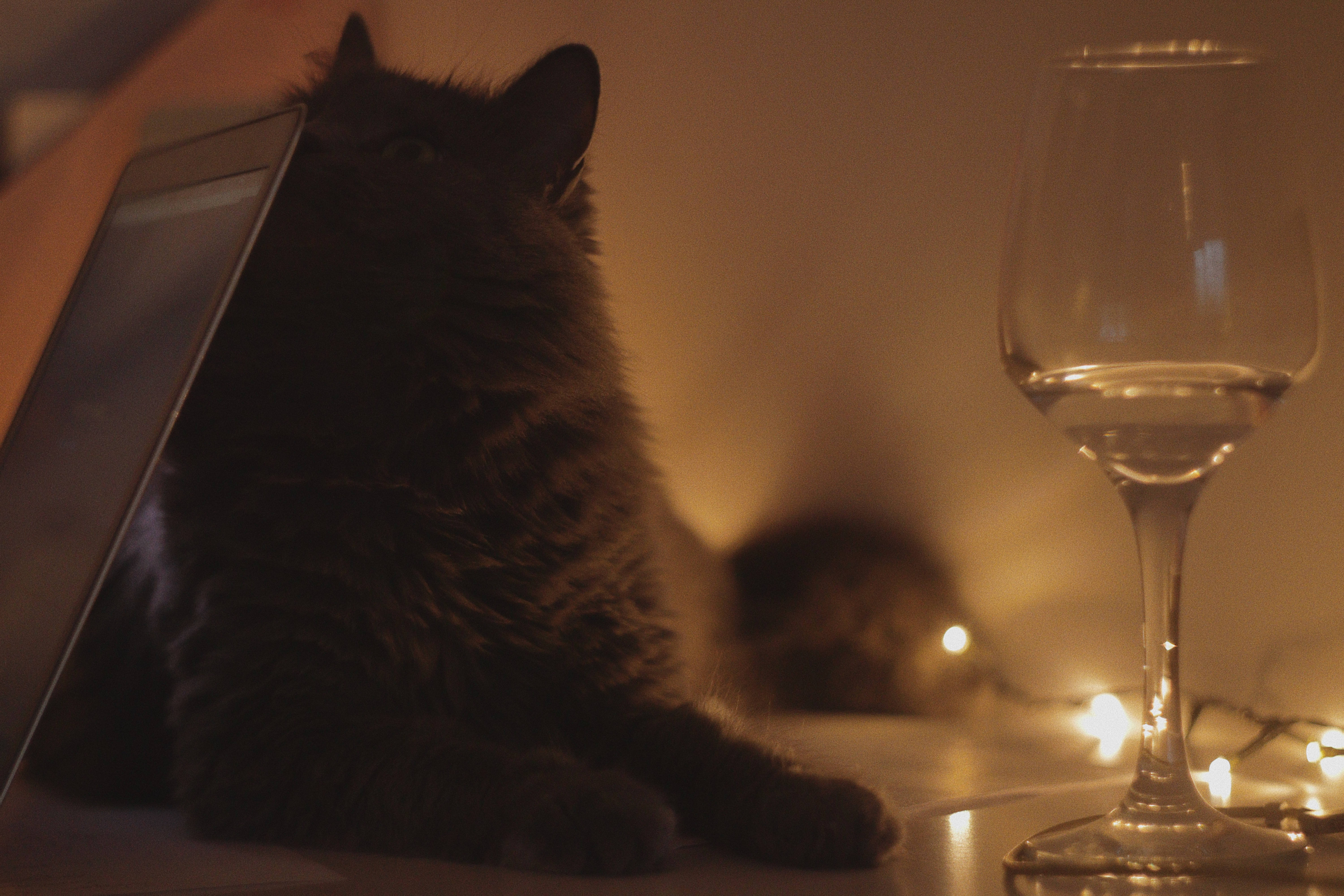 Estetisk katt med vinglass Bakgrunner