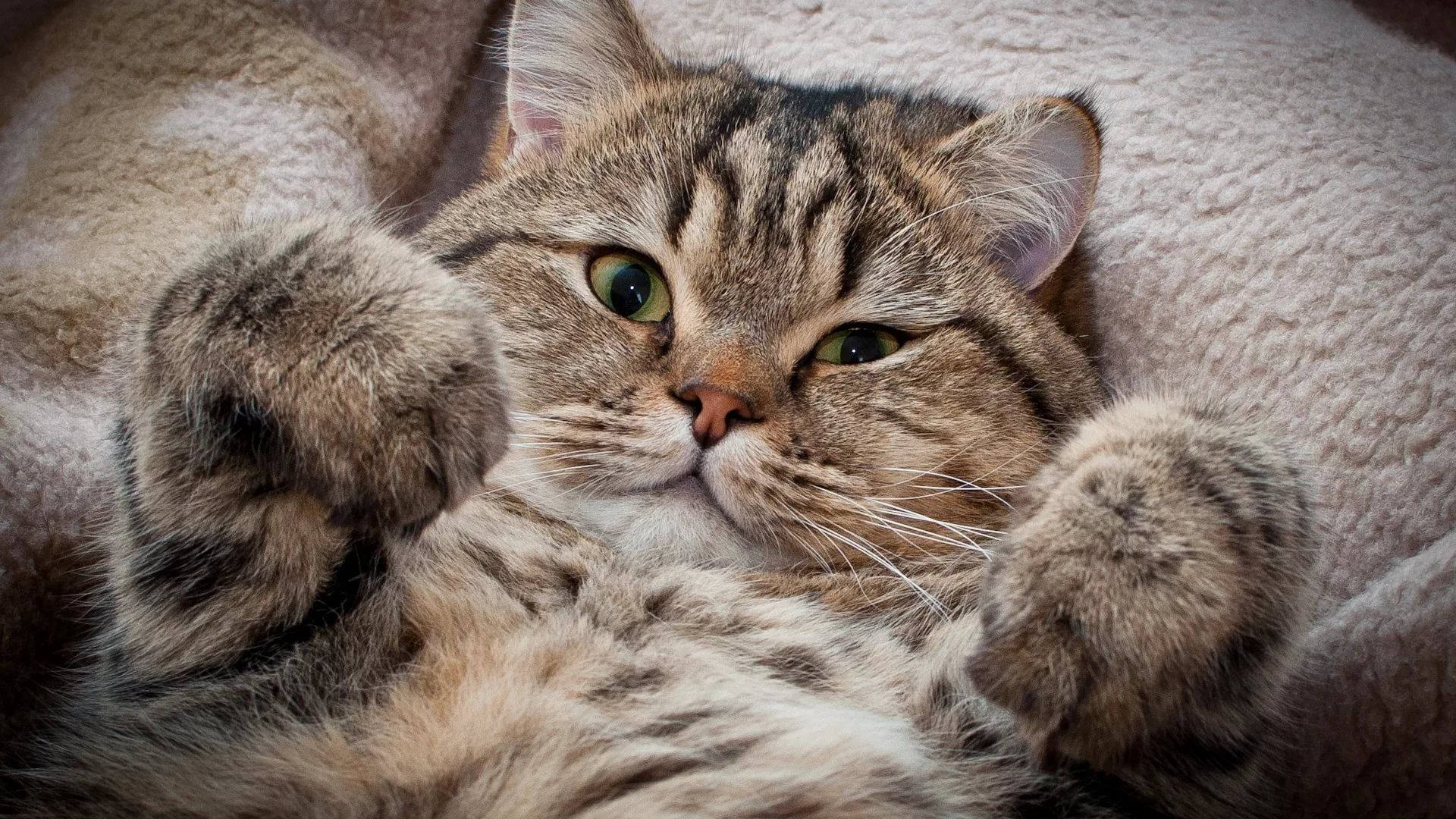 Estetisk katt med fluffy pels Bakgrunner