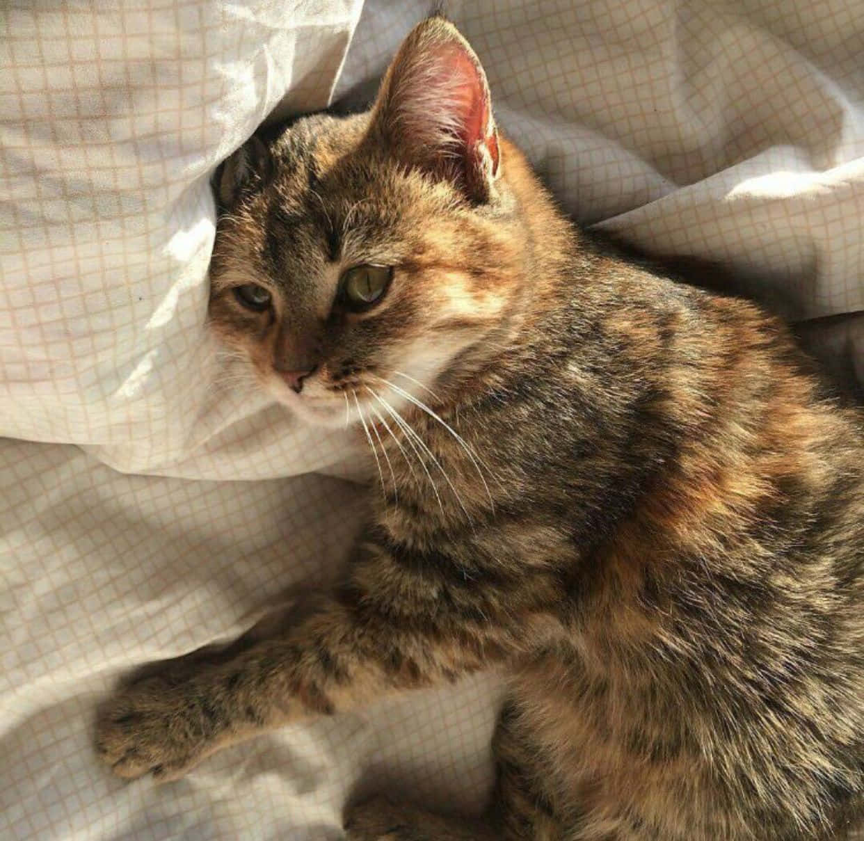 Estetisk katt ser drømmende ut i det fjerne Bakgrunner