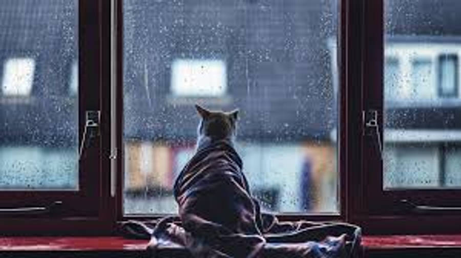 Estetisk katt som ser på regn Bakgrunner