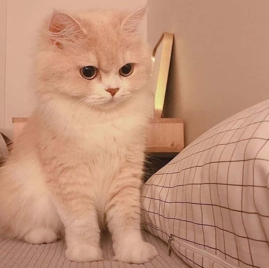 Estetisk katt som poserer i fargerikt fiskenett Bakgrunner