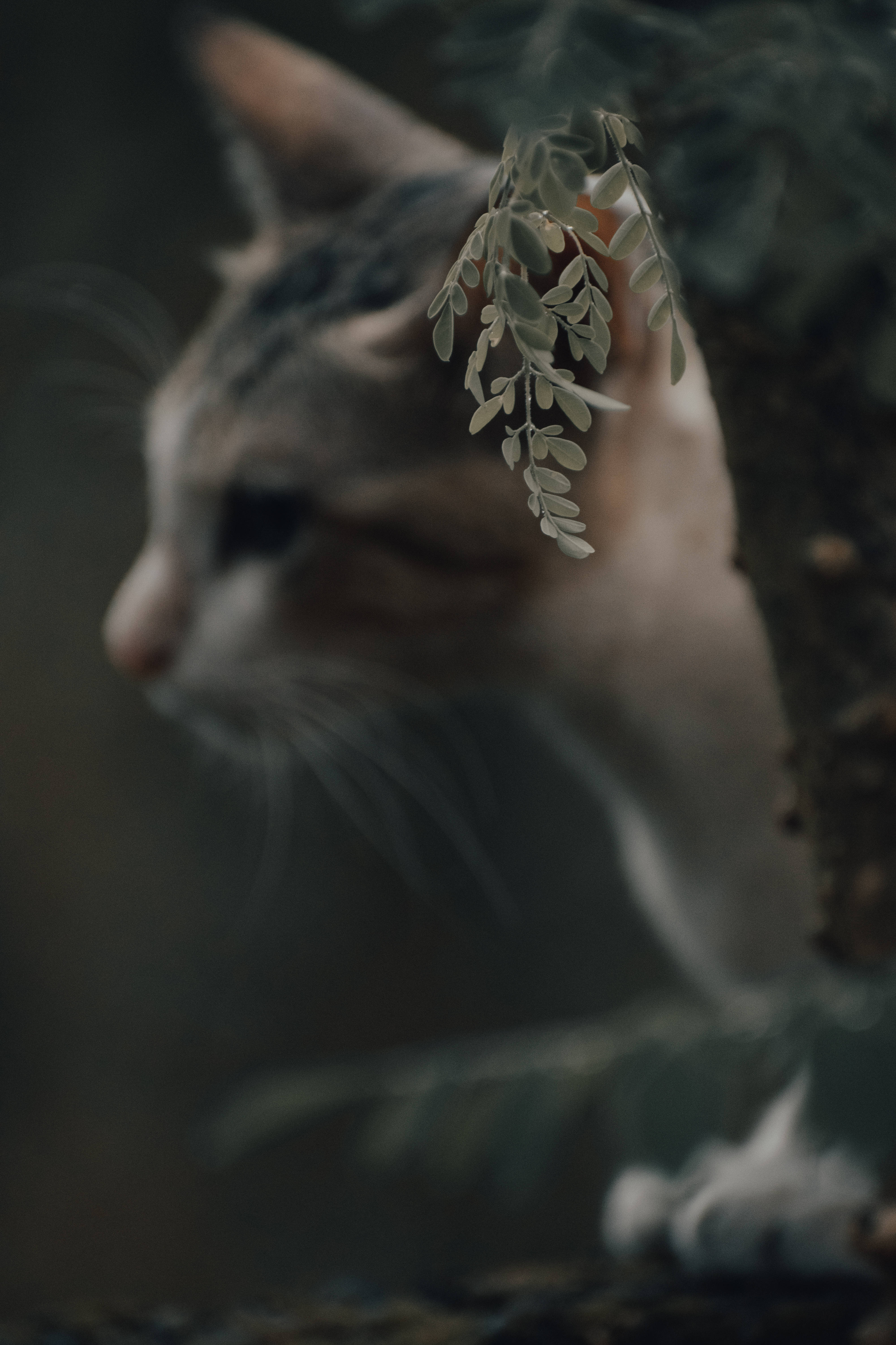 Estetisk katt ved tre Bakgrunner