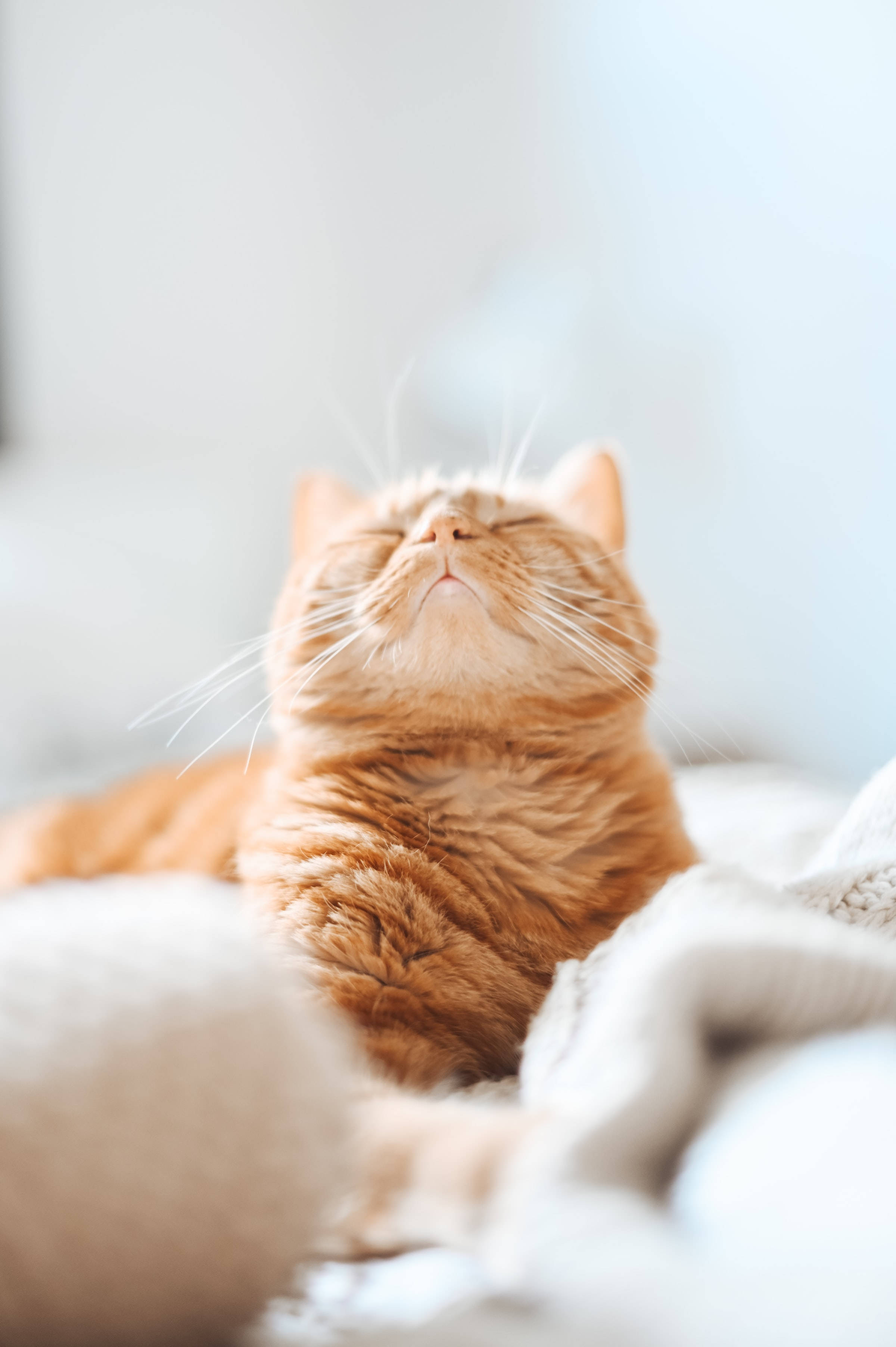Estetisk oransje tabby katt PFP Bakgrunner