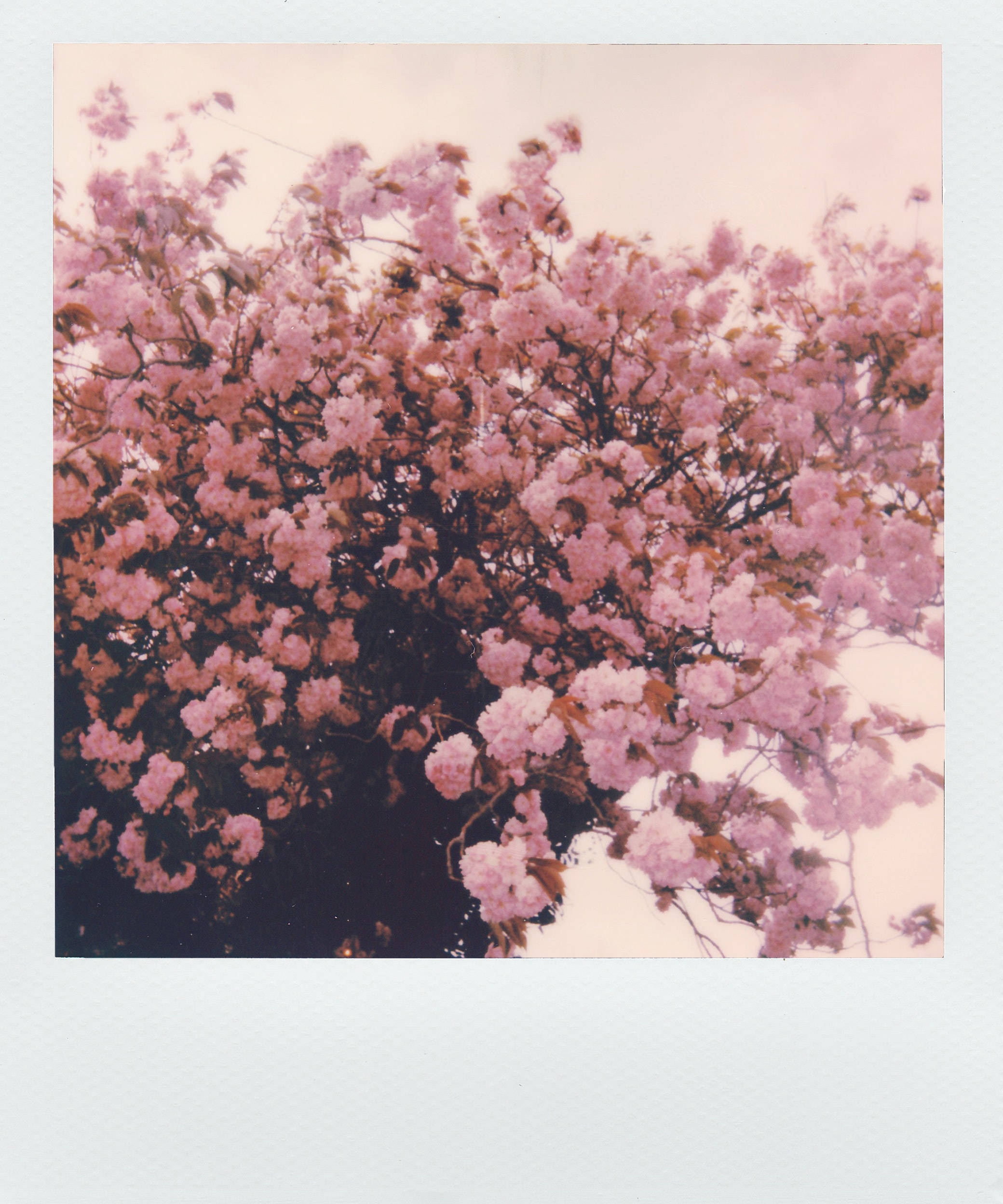 Estetisk polaroidbilde av rosa blomster Bakgrunner