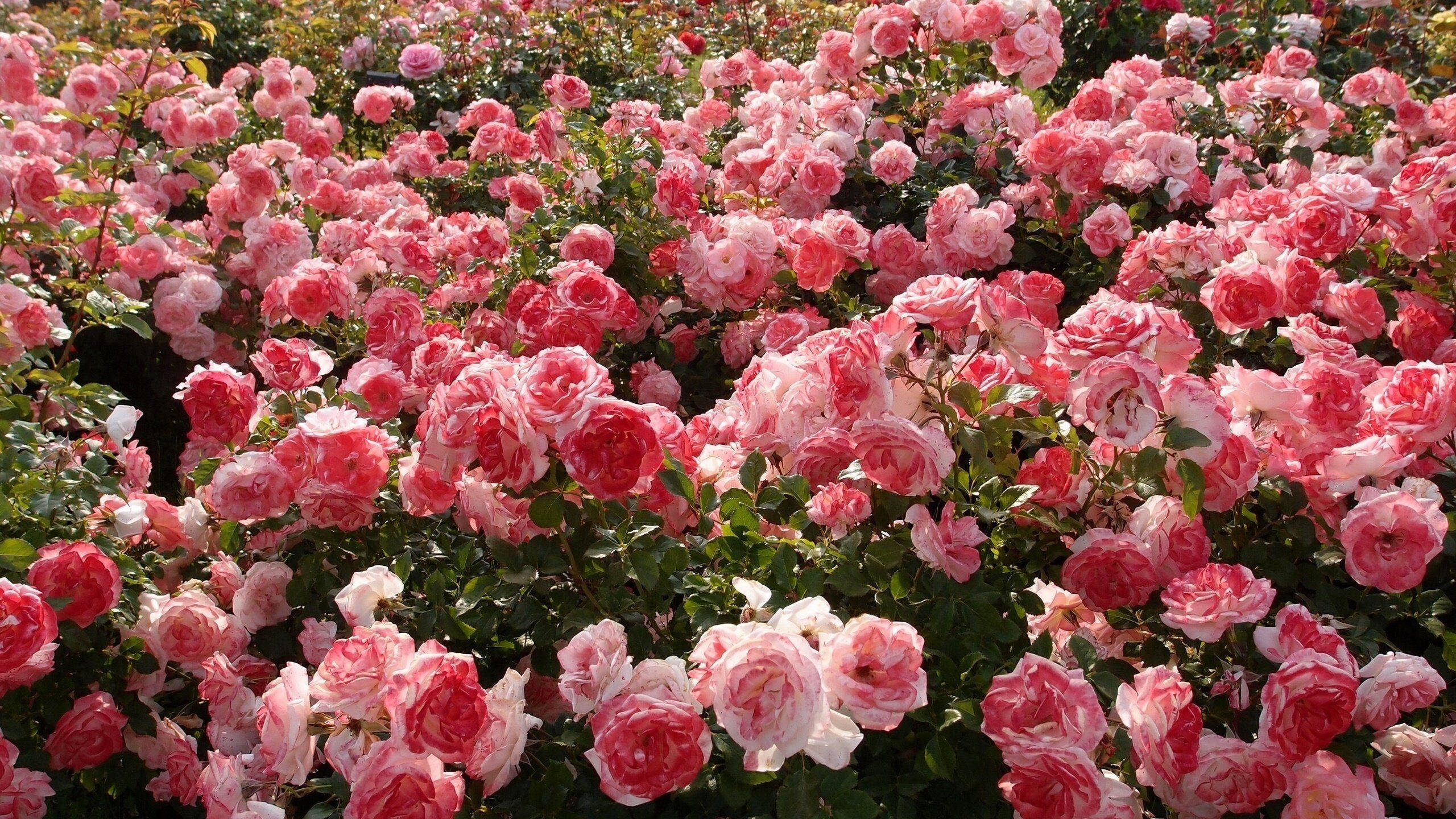 Estetisk rosa rose Bakgrunner