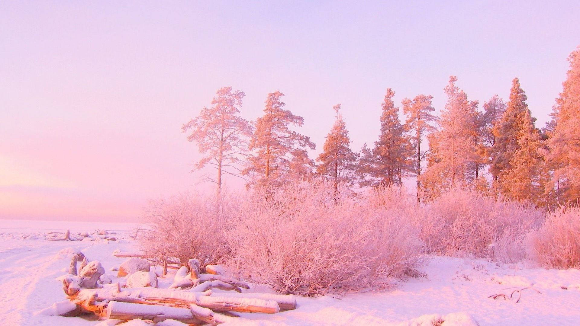Estetisk rosa skog Bakgrunner