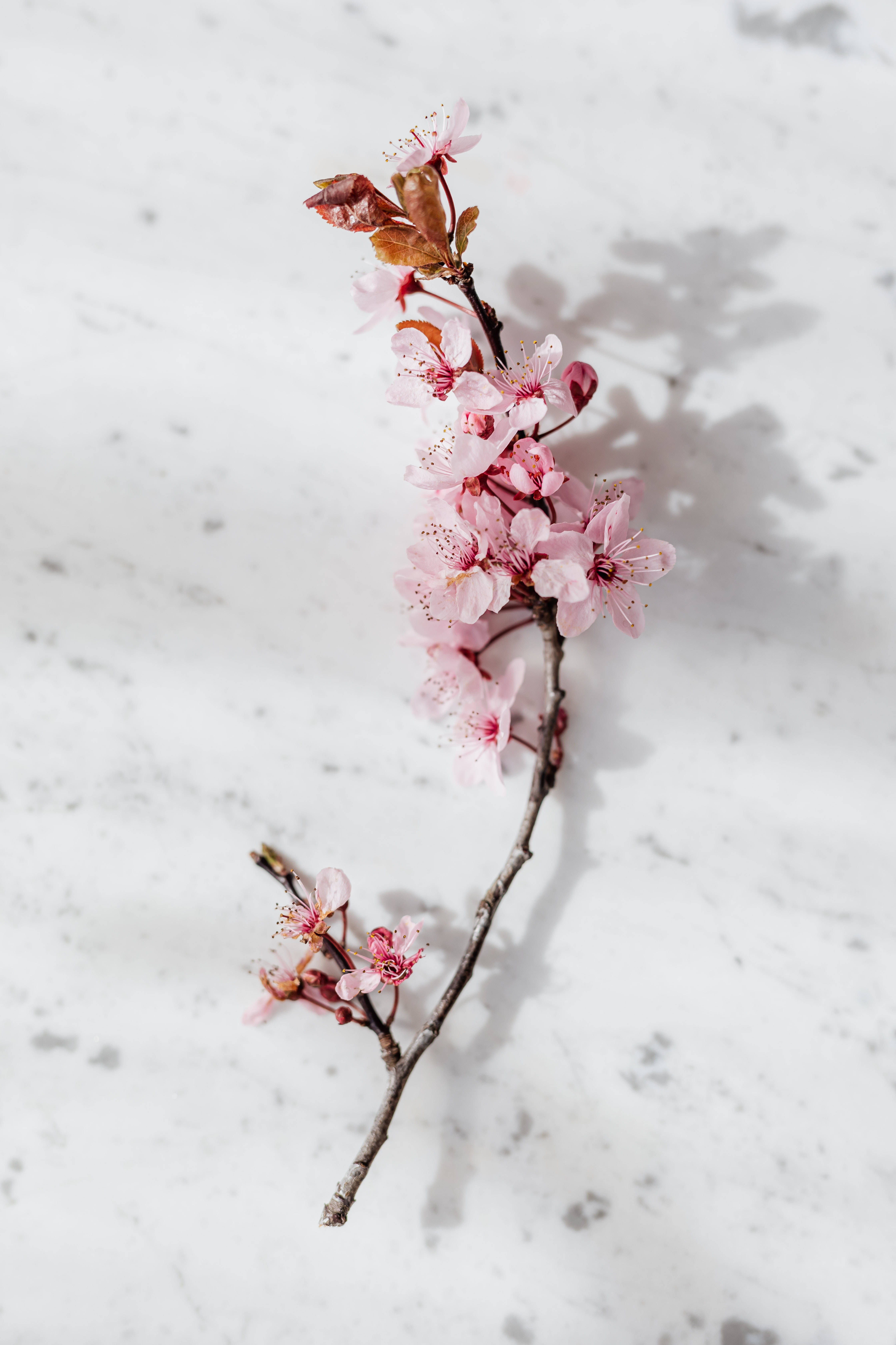 Estetisk skjønnhet med rosa blomster over et marmorbord Bakgrunner
