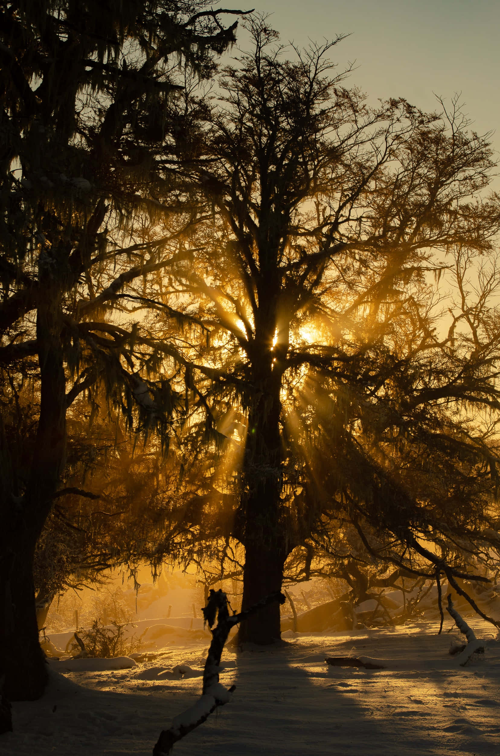 Estetisk solnedgang tregrenbilde Bakgrunner