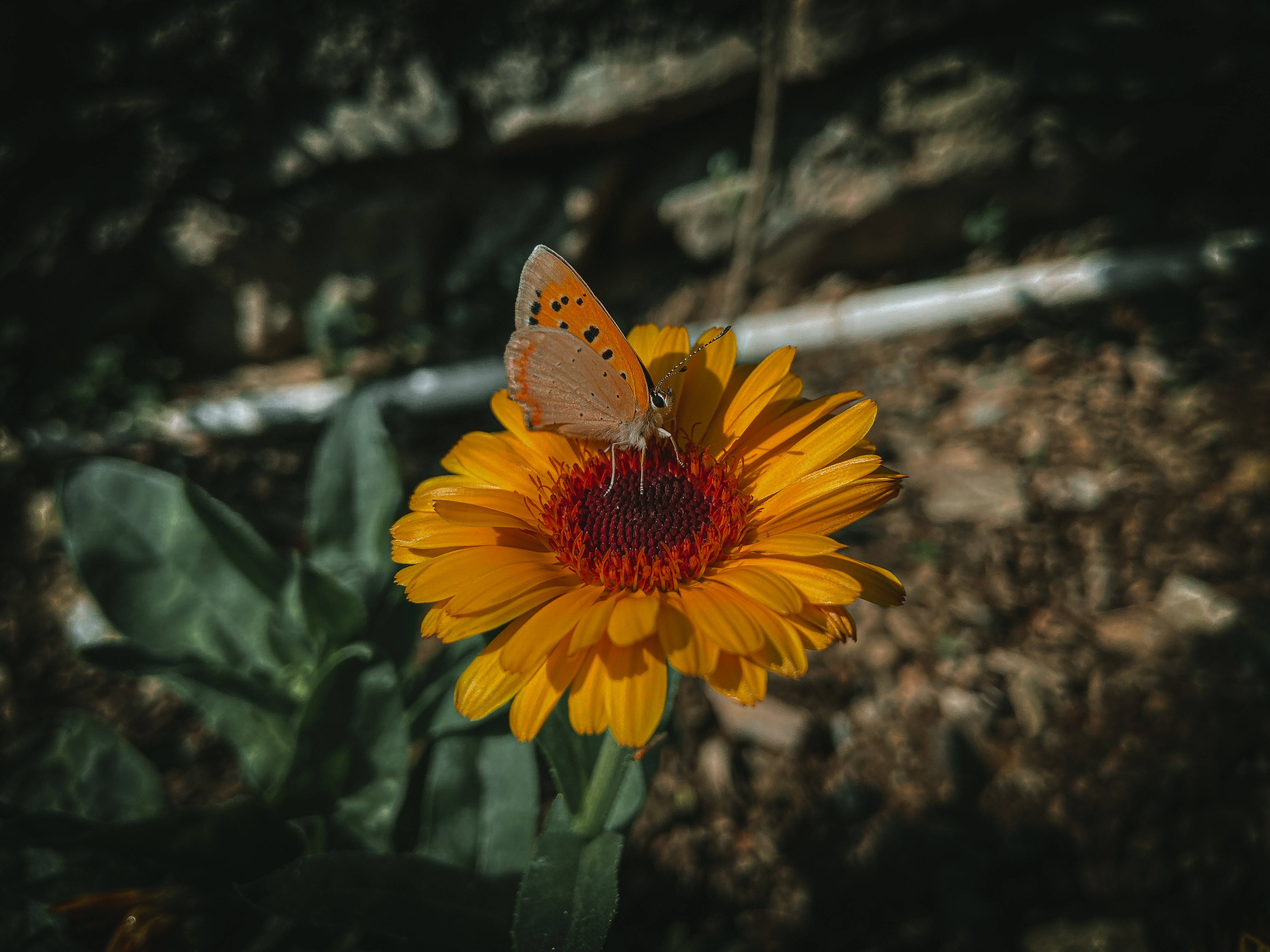 Estetisk sommerfuglfotografi Bakgrunner