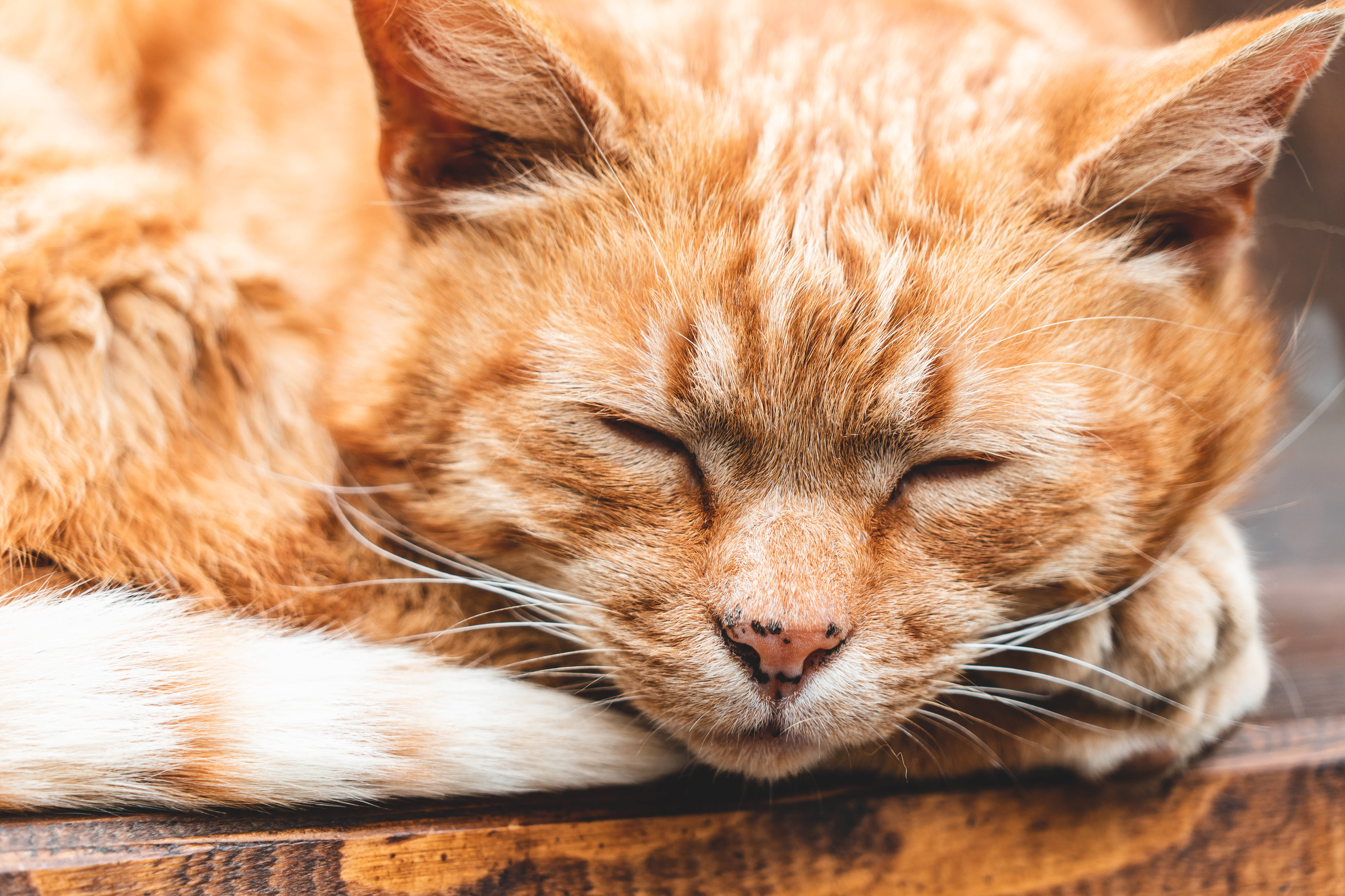 Estetisk sovende katt Bakgrunner