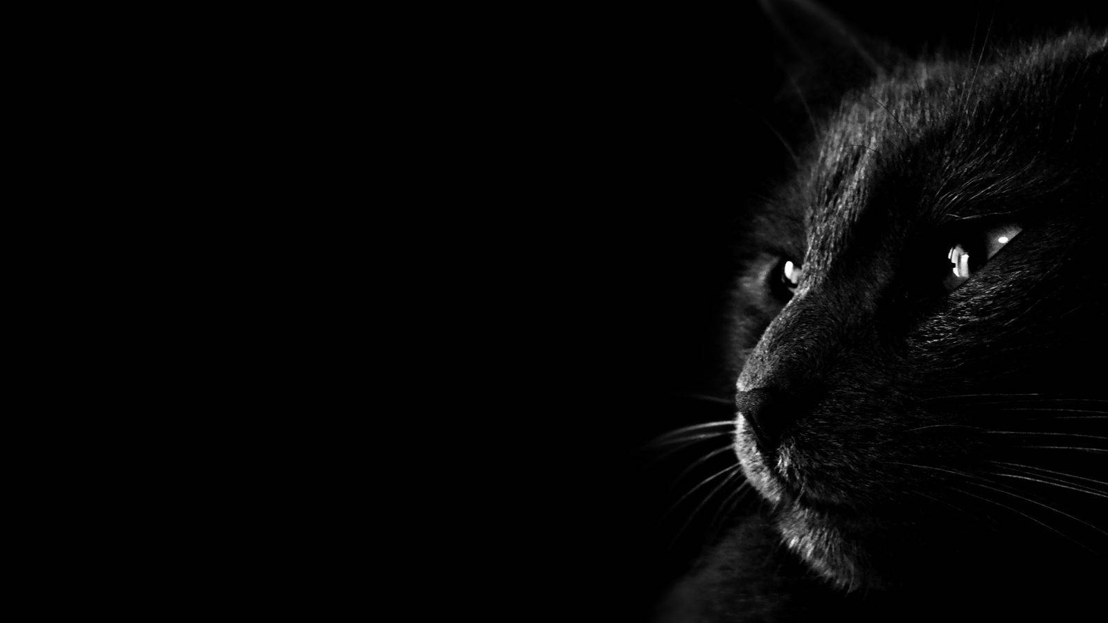 Estetisk svart katt Bakgrunner