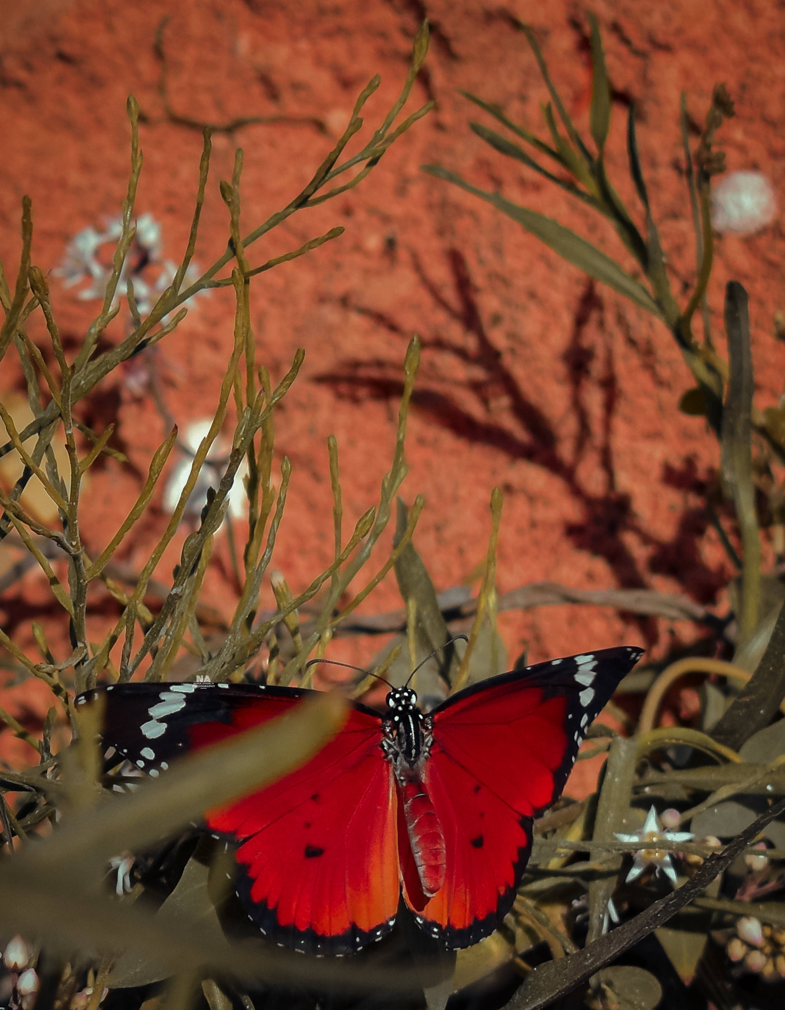 Estetisk tiger sommerfugl Bakgrunner