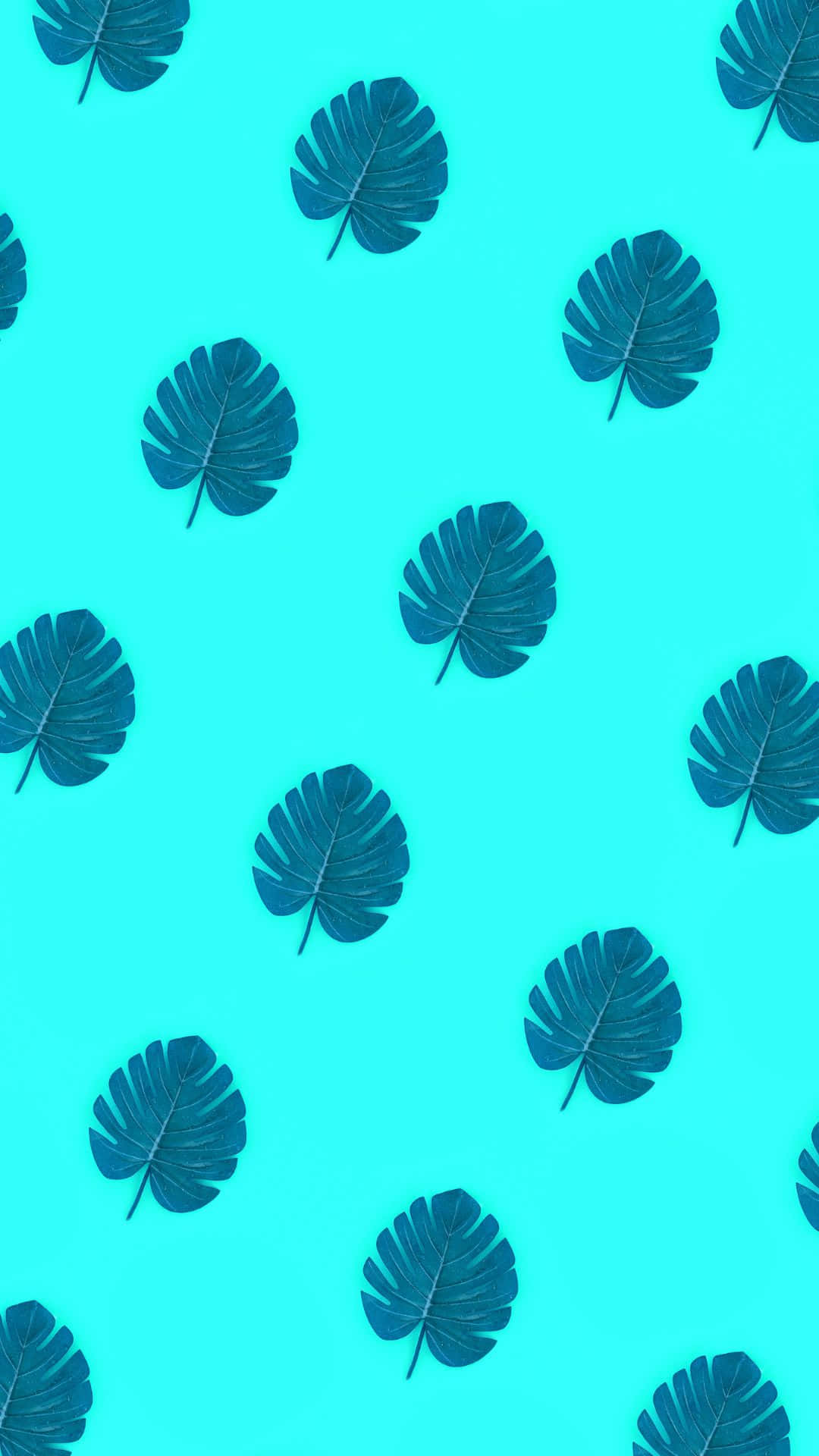 Estetisk VSCO Monstera-bladmønsterbakgrunn Bakgrunner