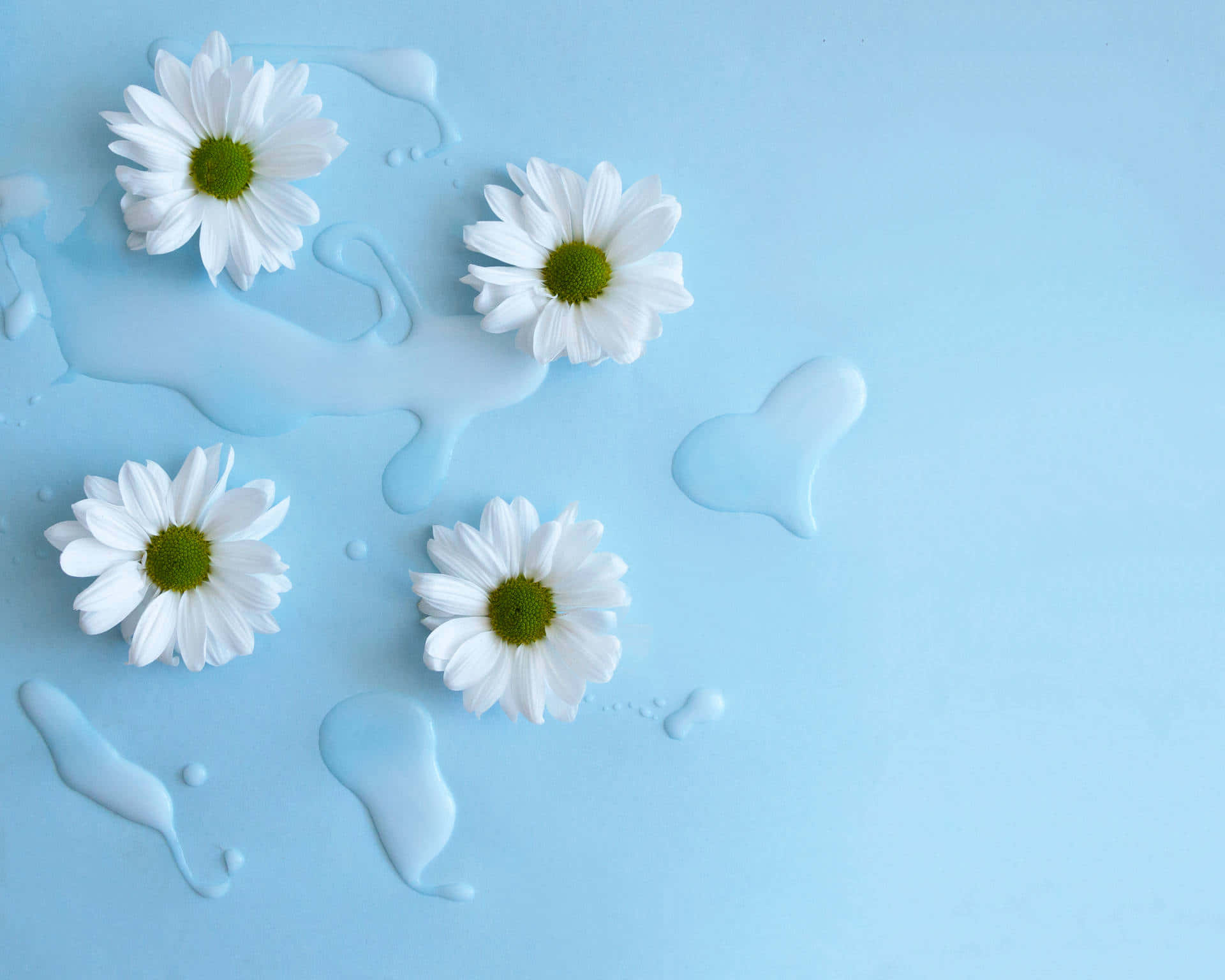 Estetiske blå hvite blomsterbilder Bakgrunner