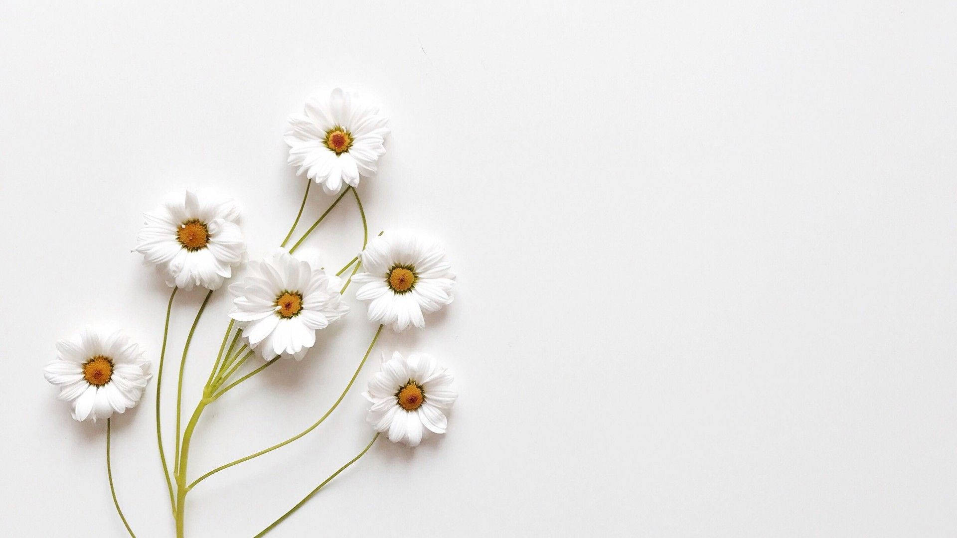 Estetiske hvite vakre blomster Bakgrunner
